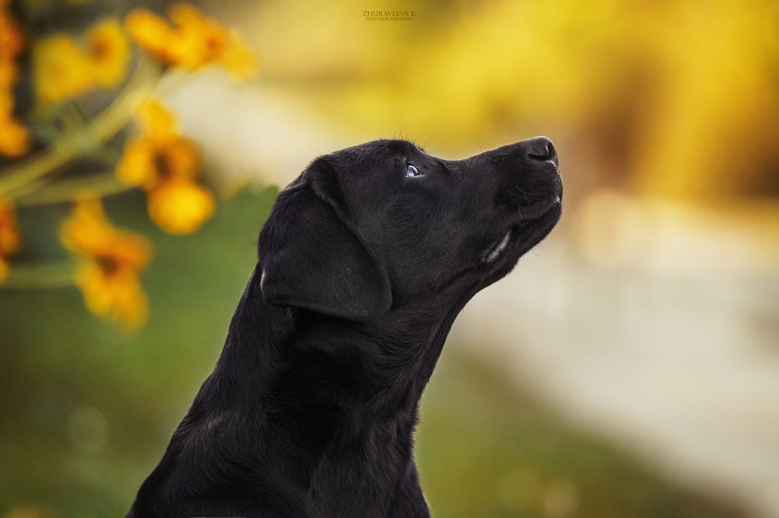 Лабрадоры. Главная