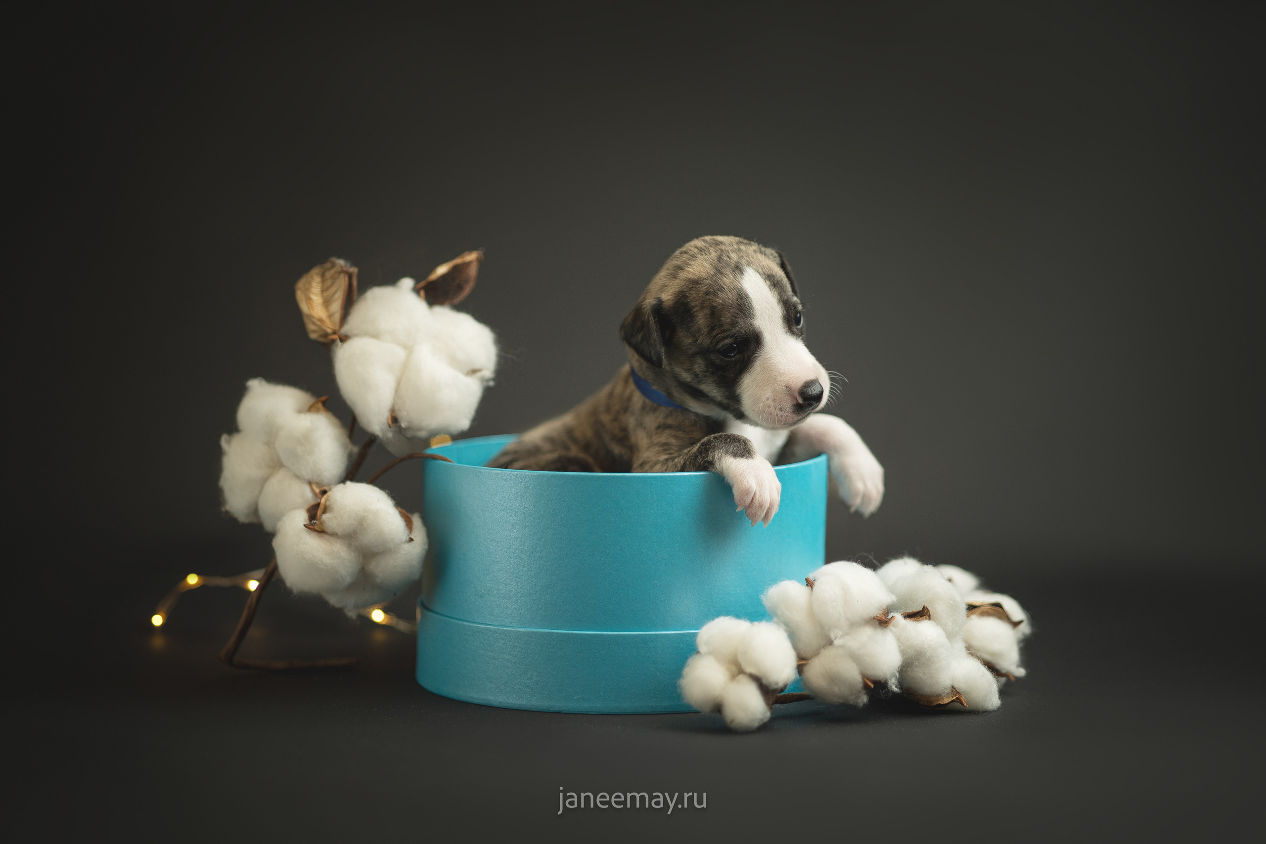 Фотосъемка щенков. Фотограф анималист в Москве Майорова Евгения