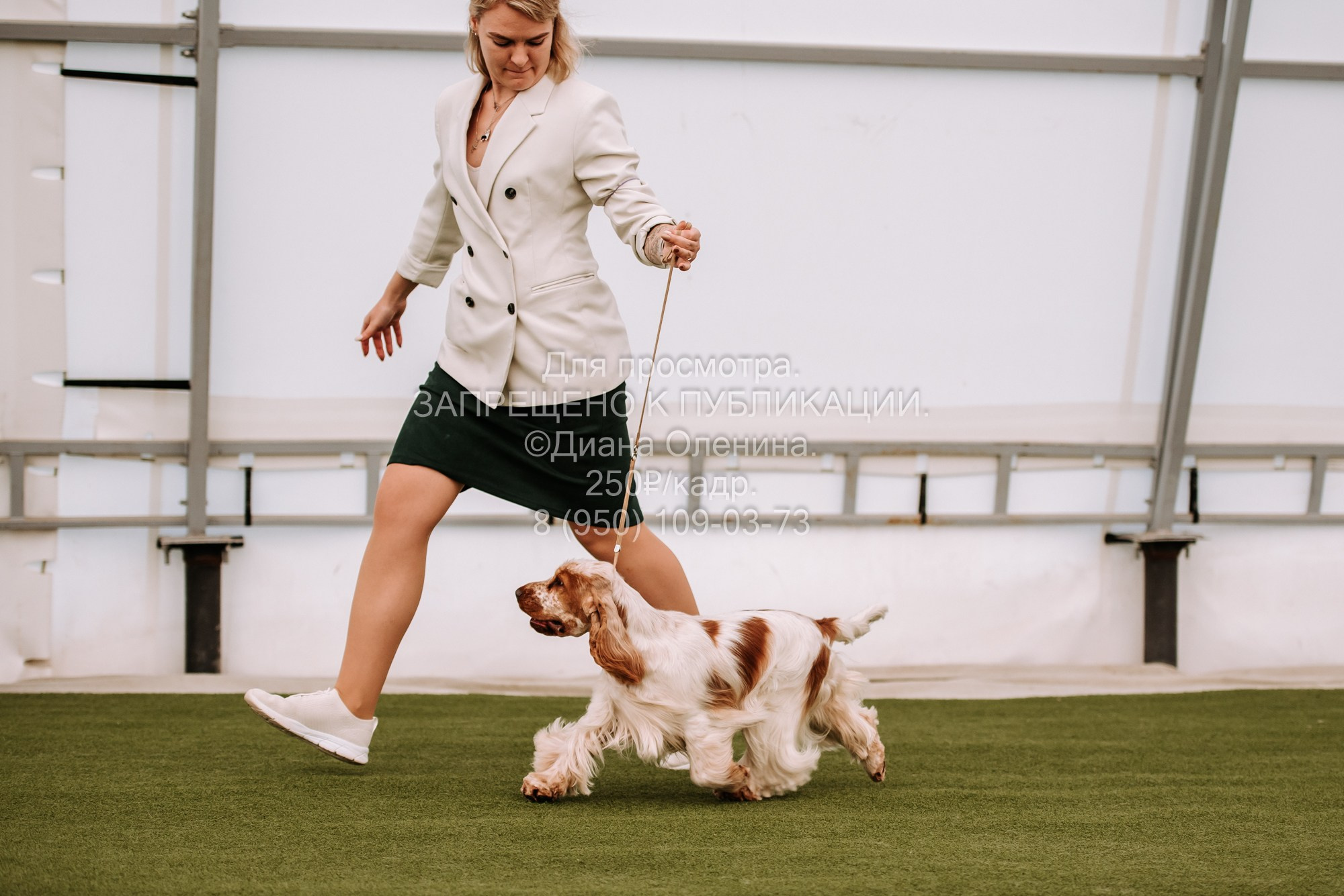 Выставка собак Красноярск 2.06. Фотограф Диана Оленина Красноярск / Братск