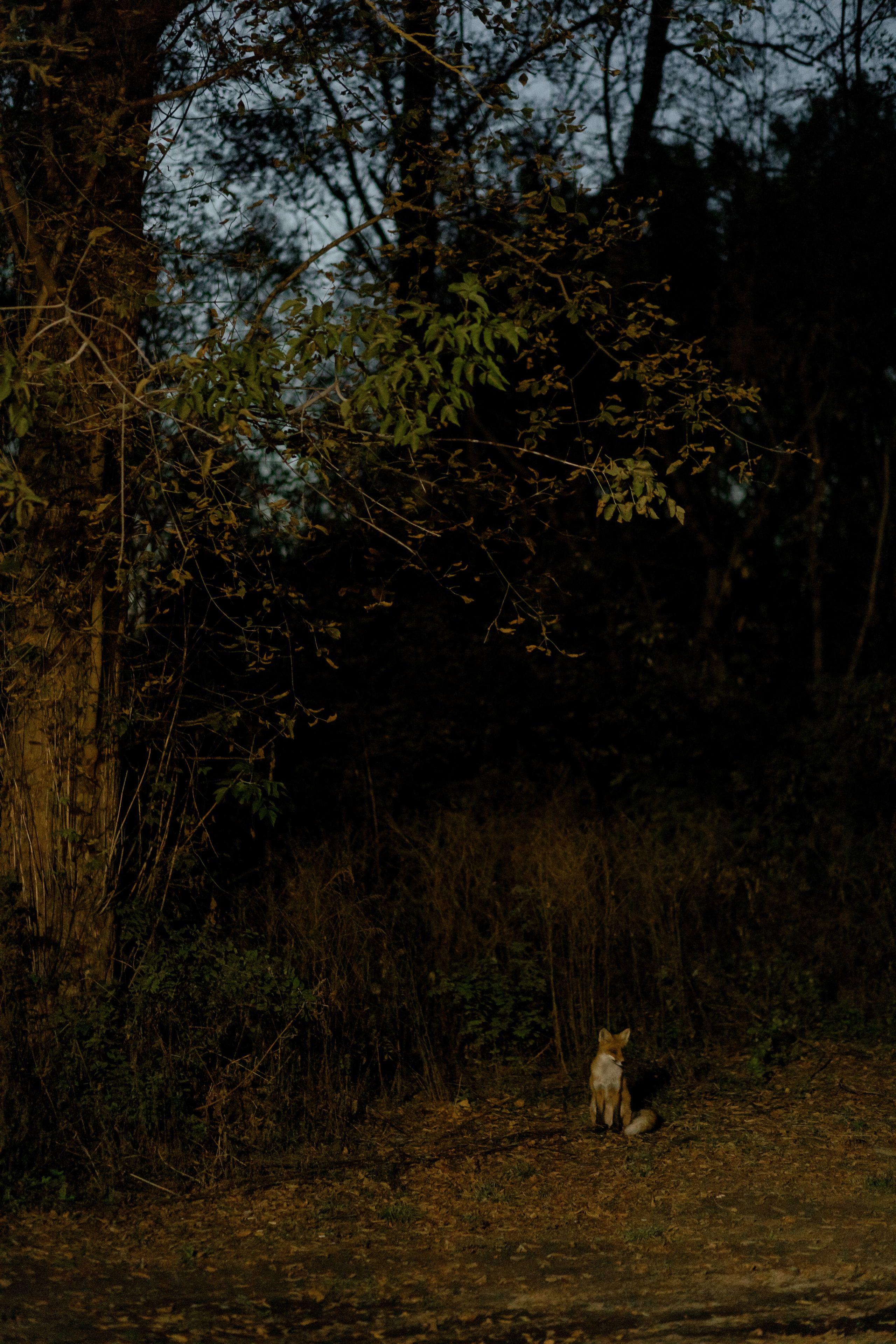 Кирилл и Даша. Dima Lemeshevsky