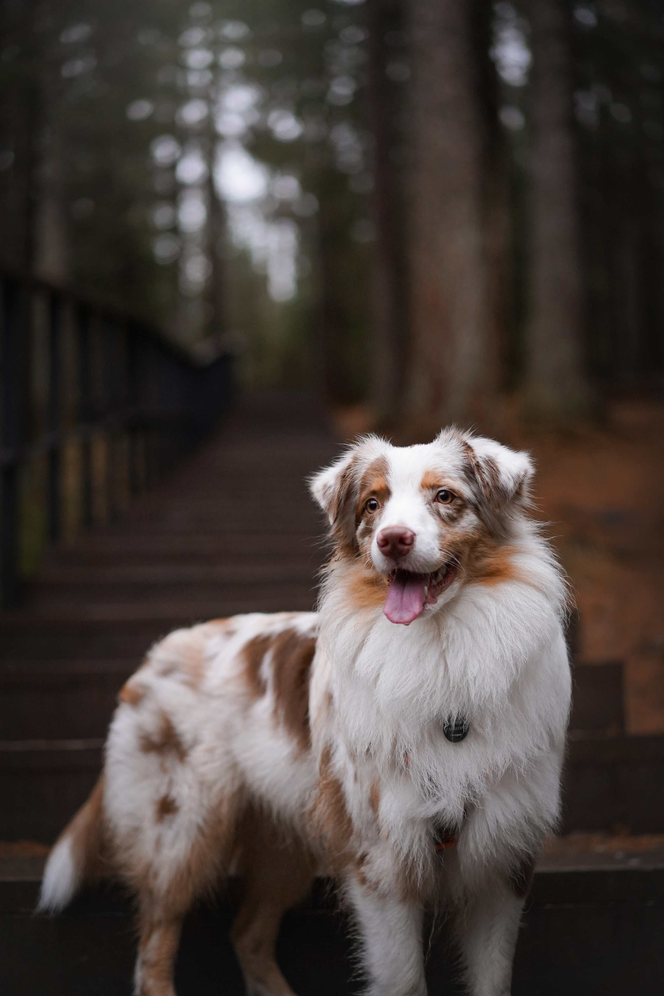 Панда Ноябрь. Фотограф-анималист в Санкт-Петербурге Яна Мартынова