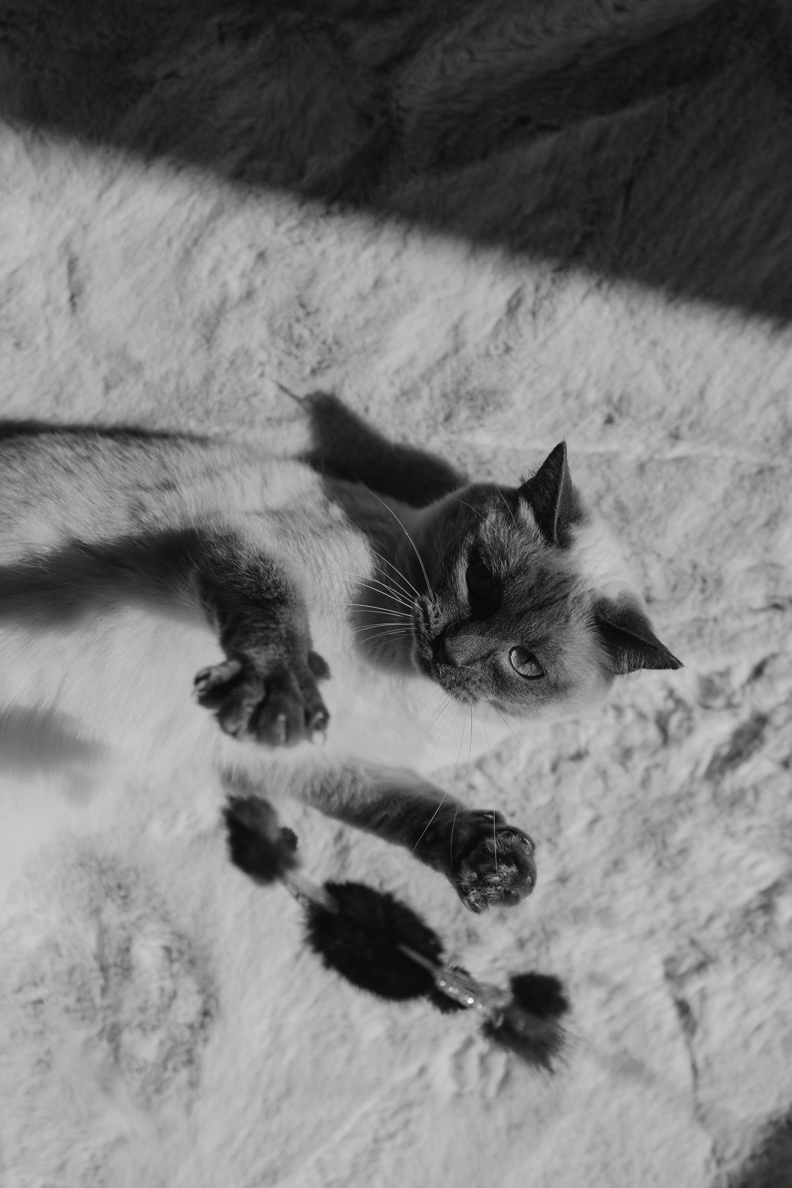 Бэлла, Деми и Луна. Фотораф — анималист Мария Шистка