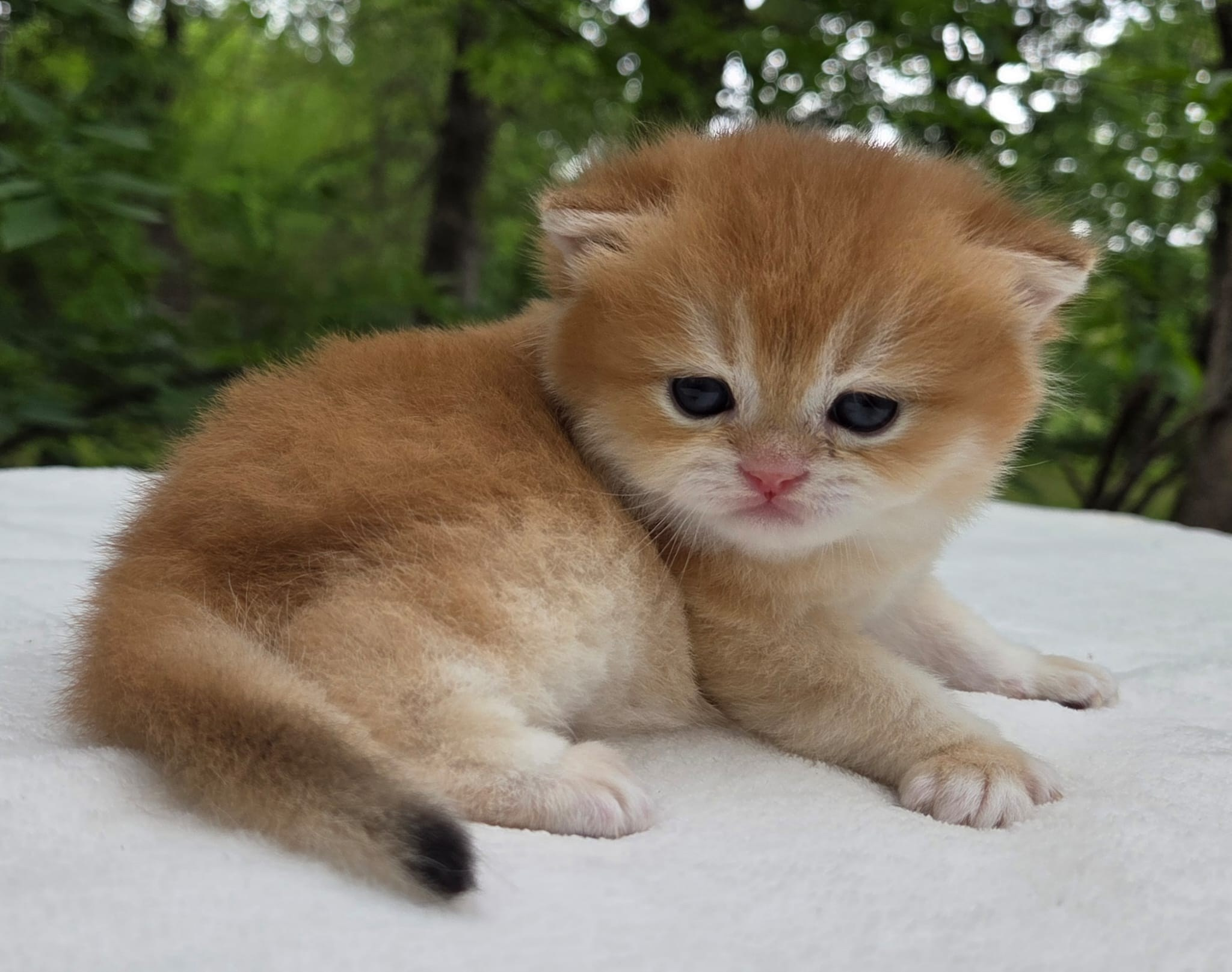 Lexus, male, DB-03.25.26, $1499. British shorhair Cats