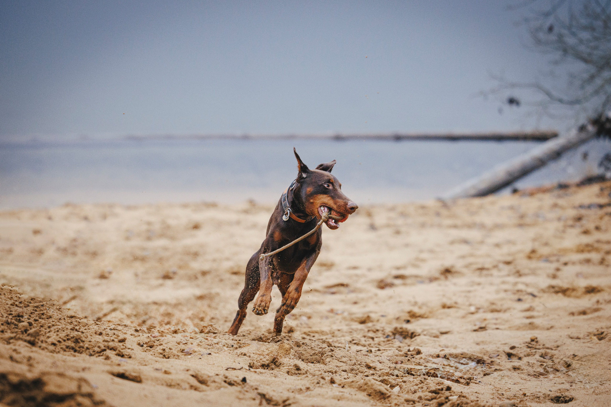 Омен, Айс и Рицу. Фотограф-анималист Анна Маринич