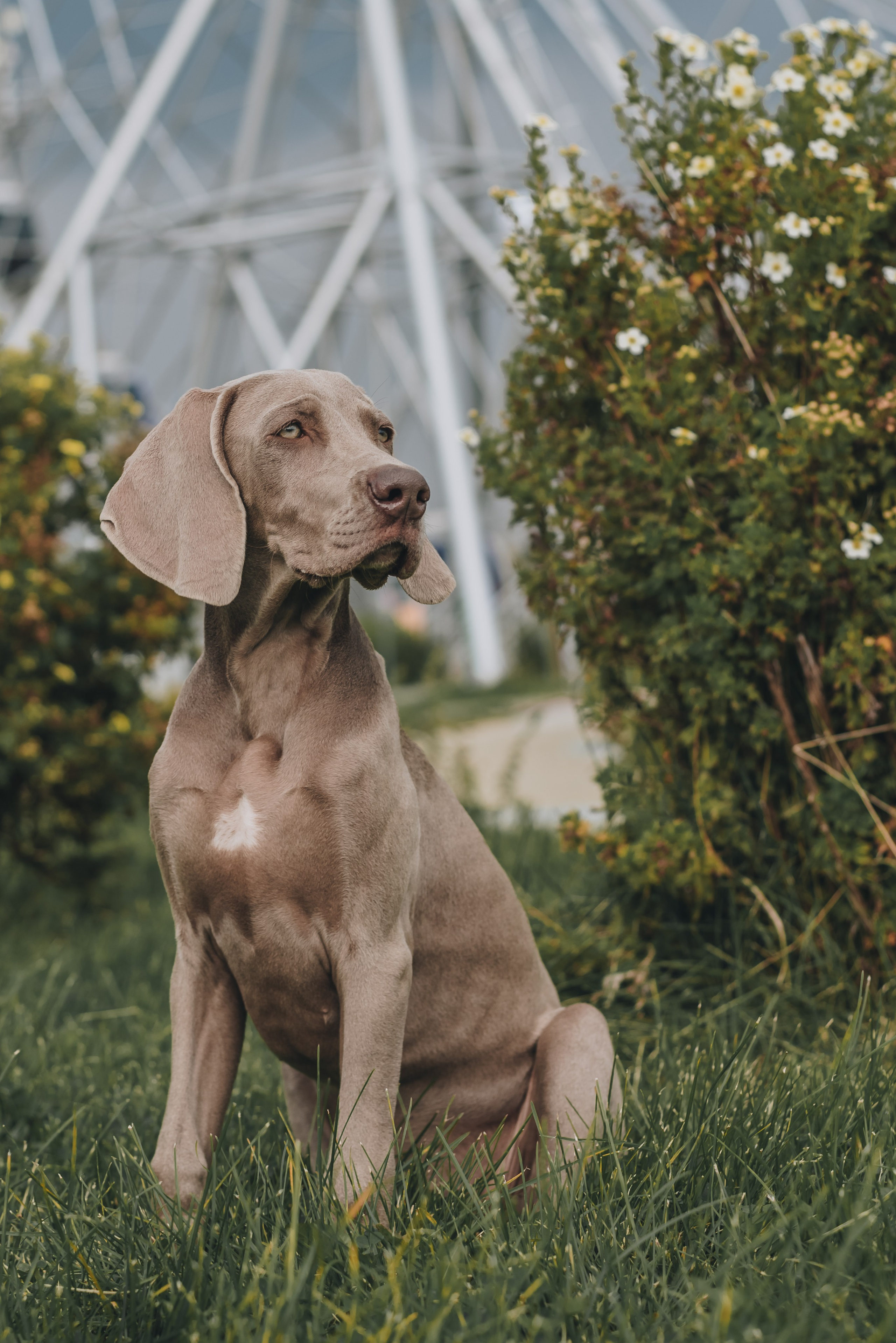 Weimaraner. Natalia Finch Photography — Family, Kids & Pet Photographer in Chicago, IL