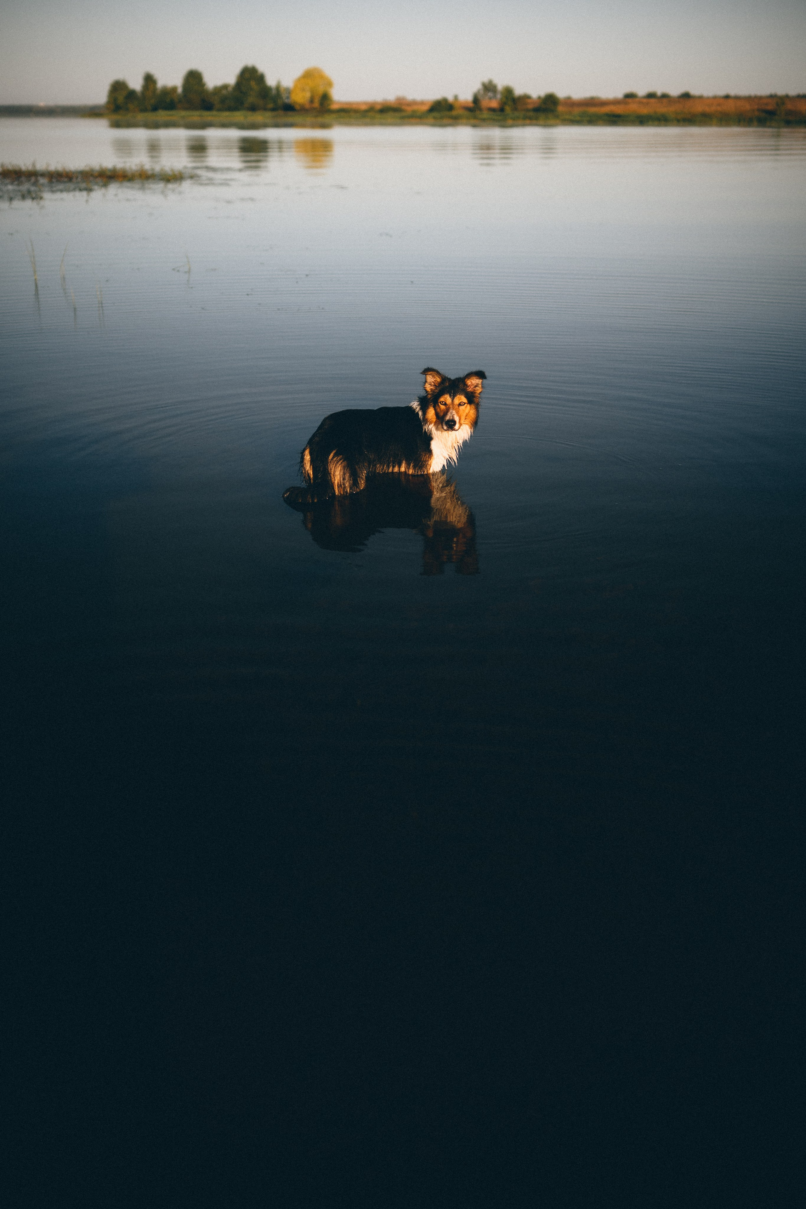Саша, Флик и Эсприт. Семейный фотограф анималист Ананьева Мария — Москва