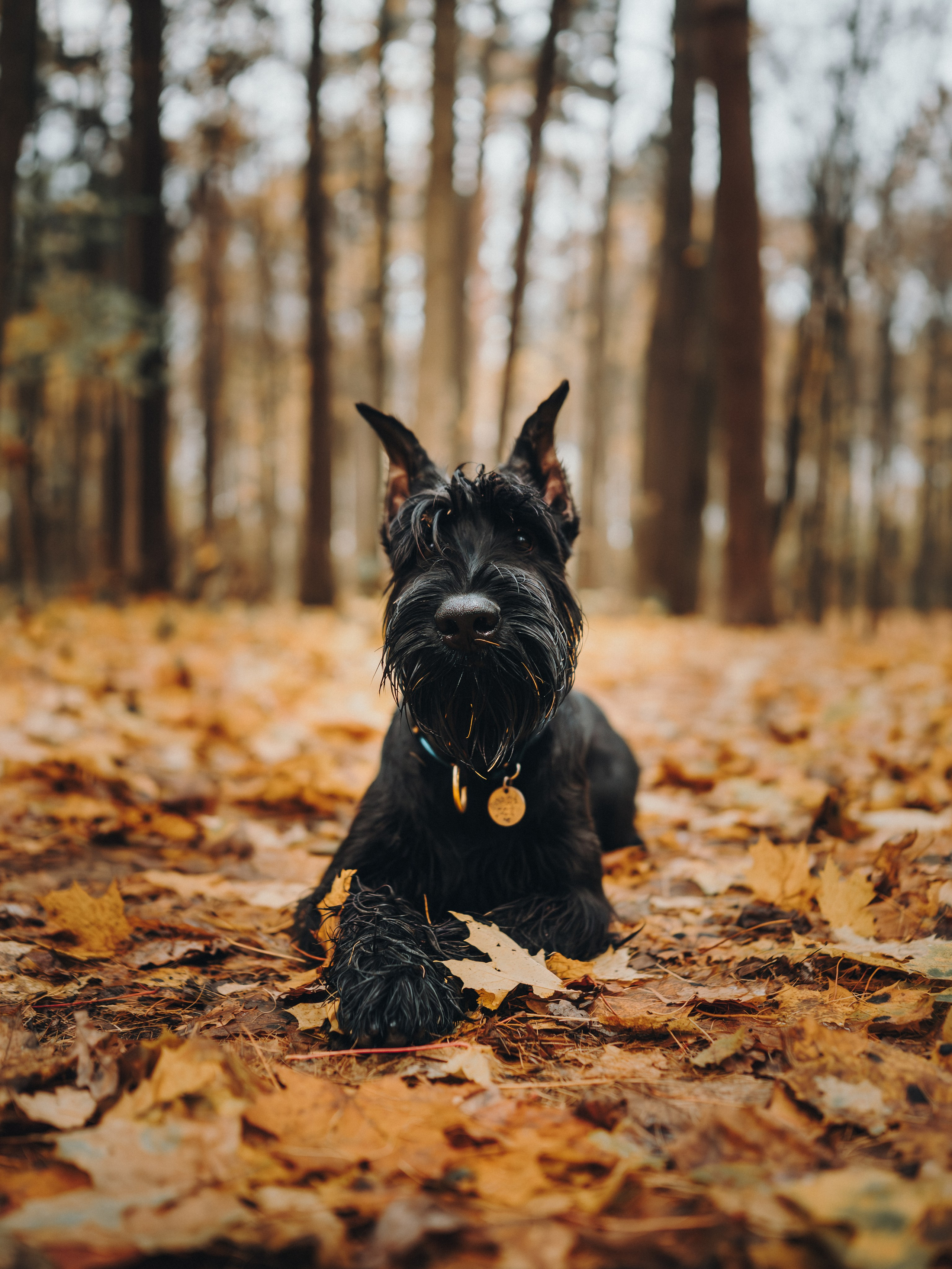 Даша и Умбра. Семейный фотограф анималист Ананьева Мария — Москва