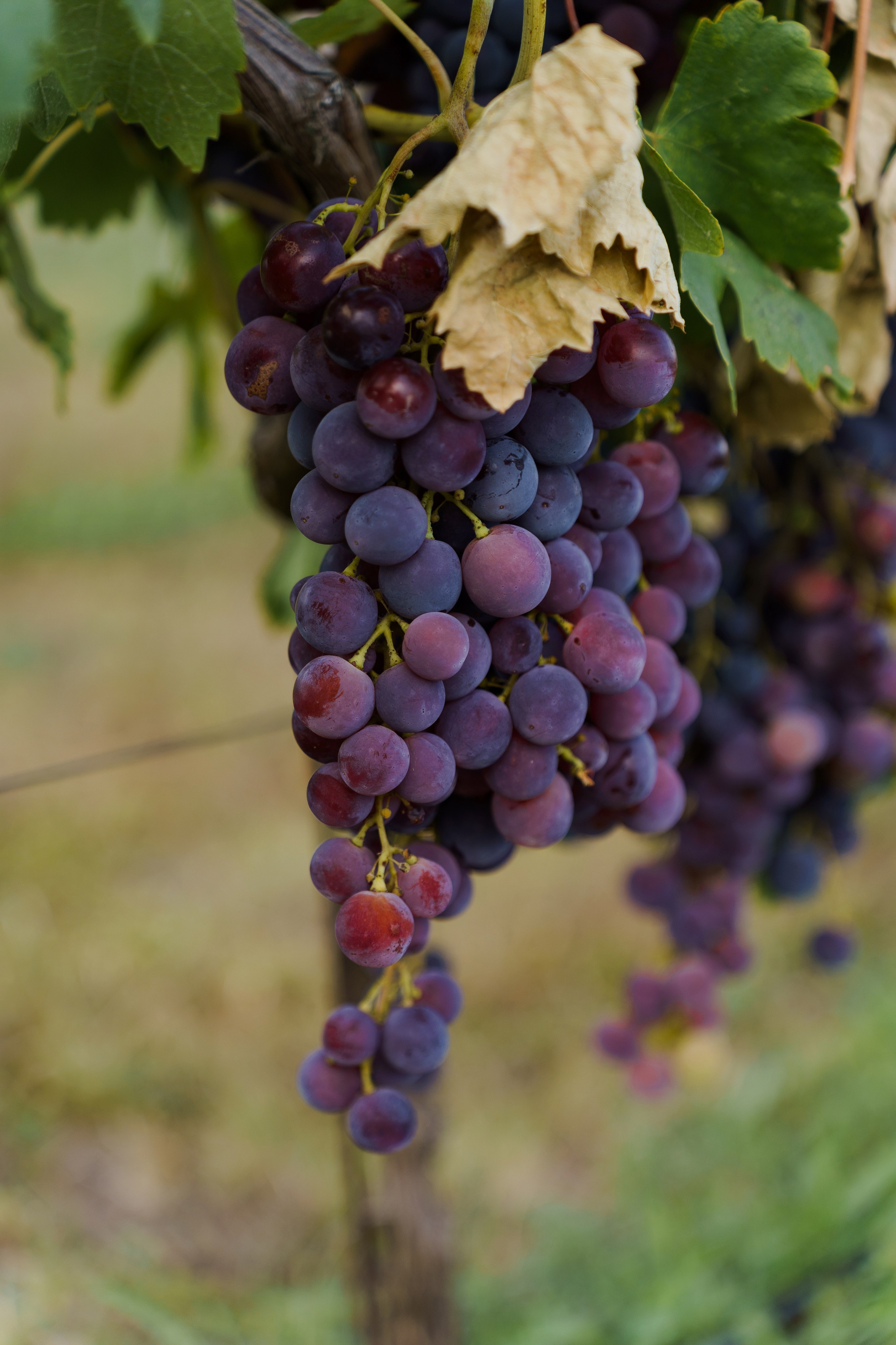 Свадебная фотосъемка в русских традициях от ТВИНС СТУДИО. ТВИНС СТУДИО — лучшие свадебные фотографы и видеографы в Краснодаре