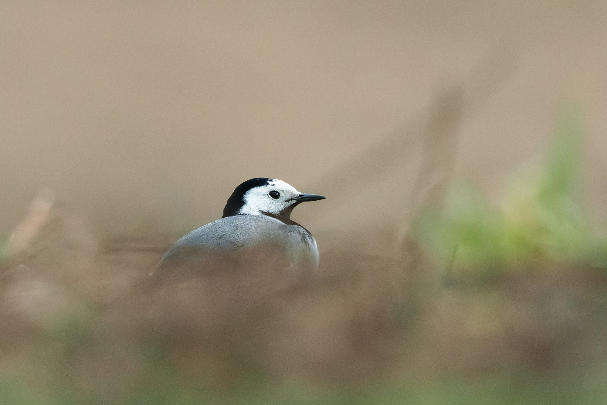 Удивительные мир птиц. Вокруг нас столько прекрасного — присмотритесь!. Ваш личный фотограф Марина Волкова