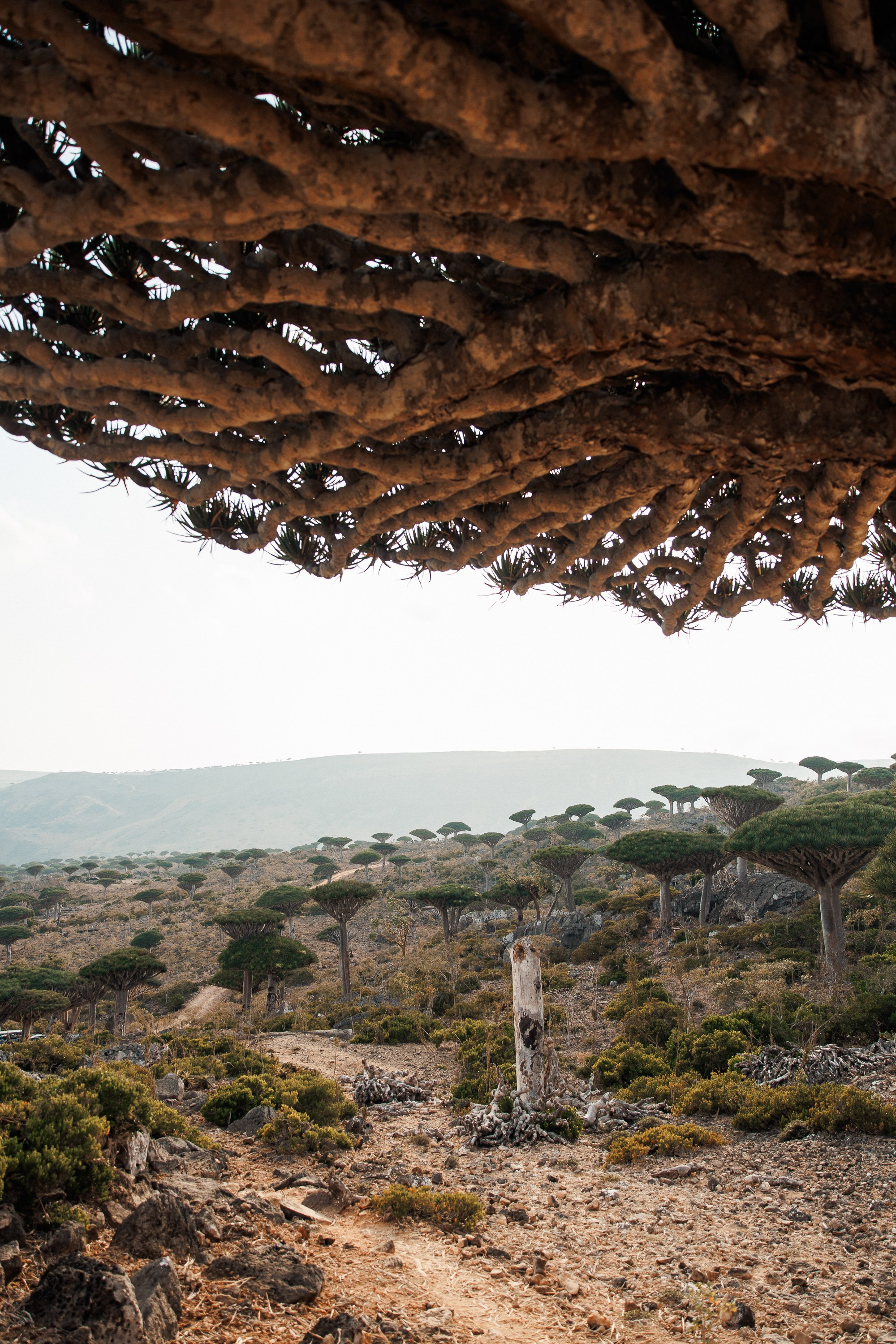 Socotra