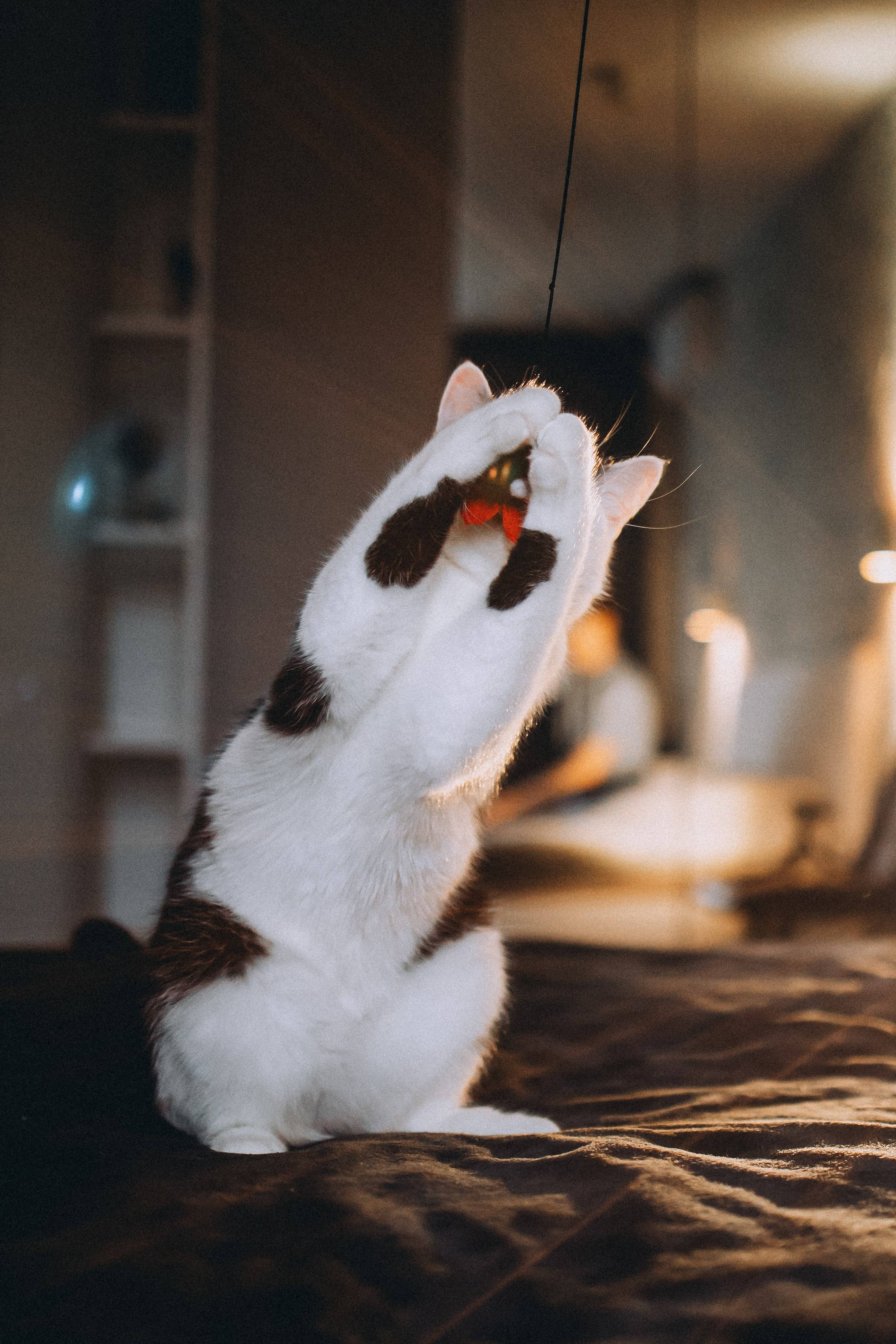 Рыся, Кепа и их семья