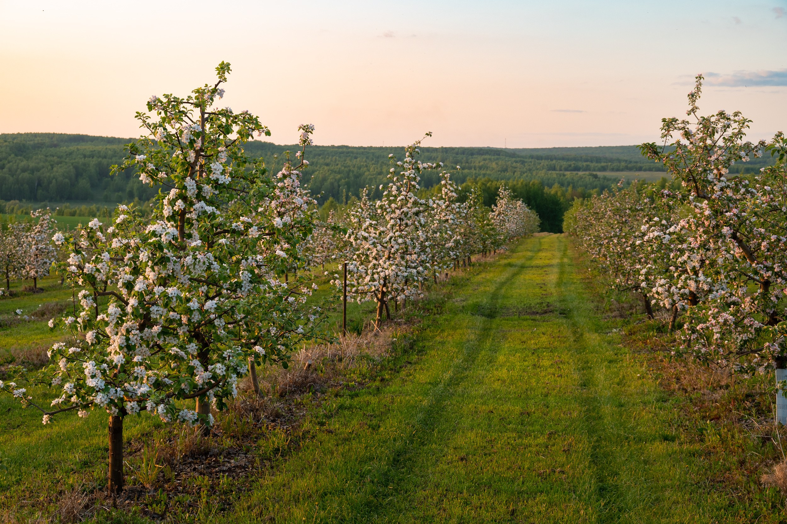 Яблоневые сады, Крапивна. Фотограф и видеооператор в Туле | Даниил Рыбак