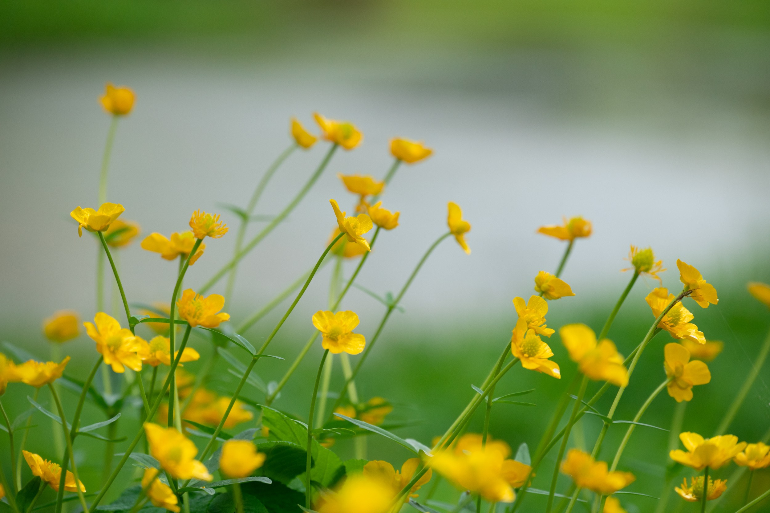 Ясная поляна. Фотограф и видеооператор в Туле | Даниил Рыбак