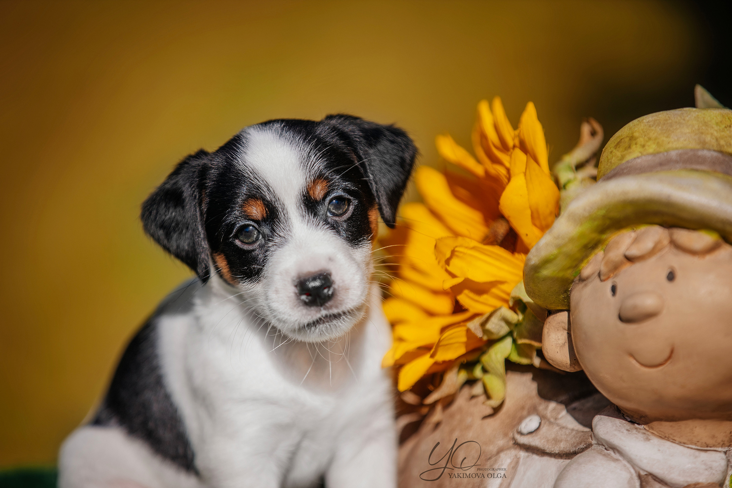 Щенки. Фотограф