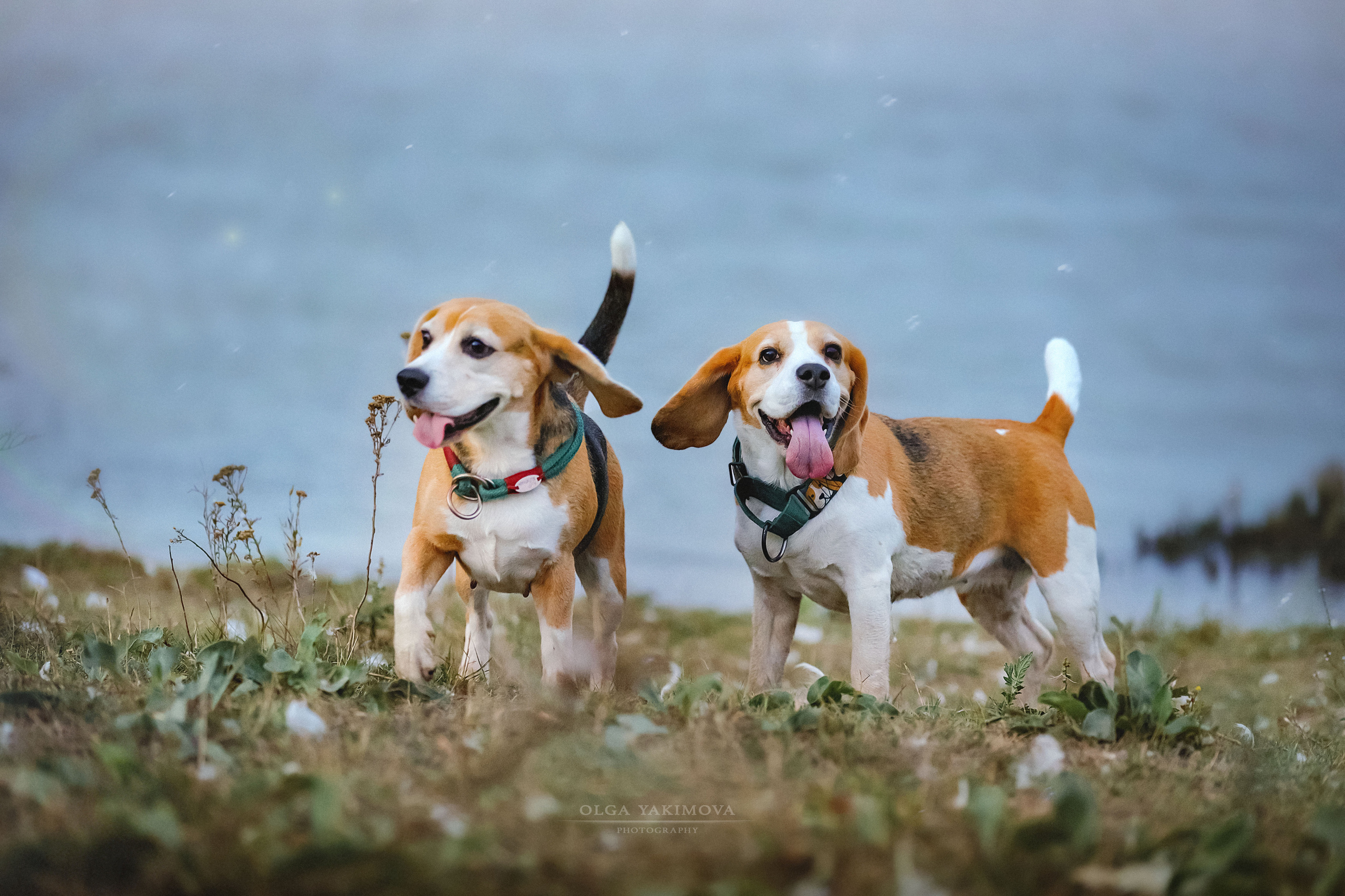 Анна, Варвара и Науми. Фотограф