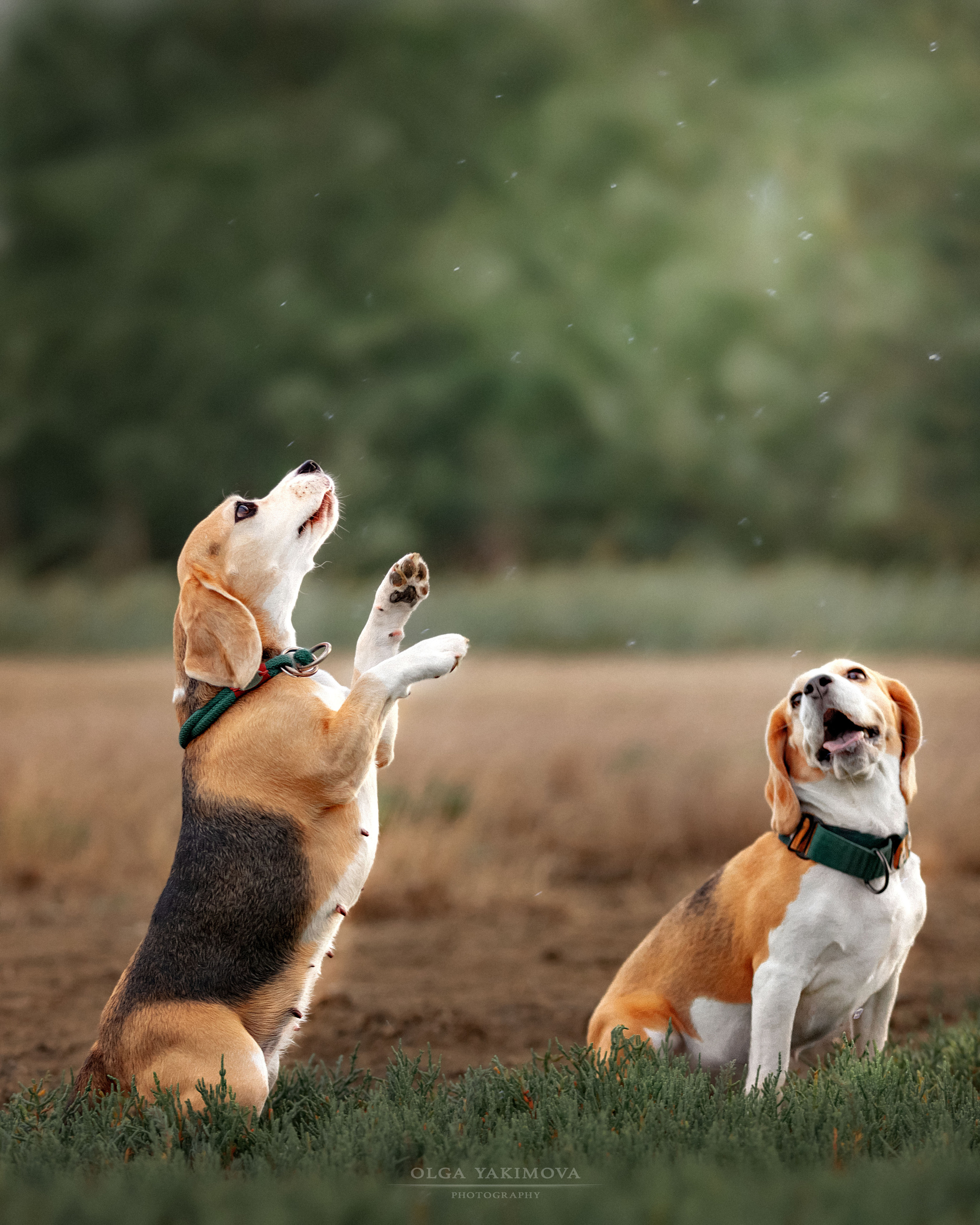 Анна, Варвара и Науми. Фотограф