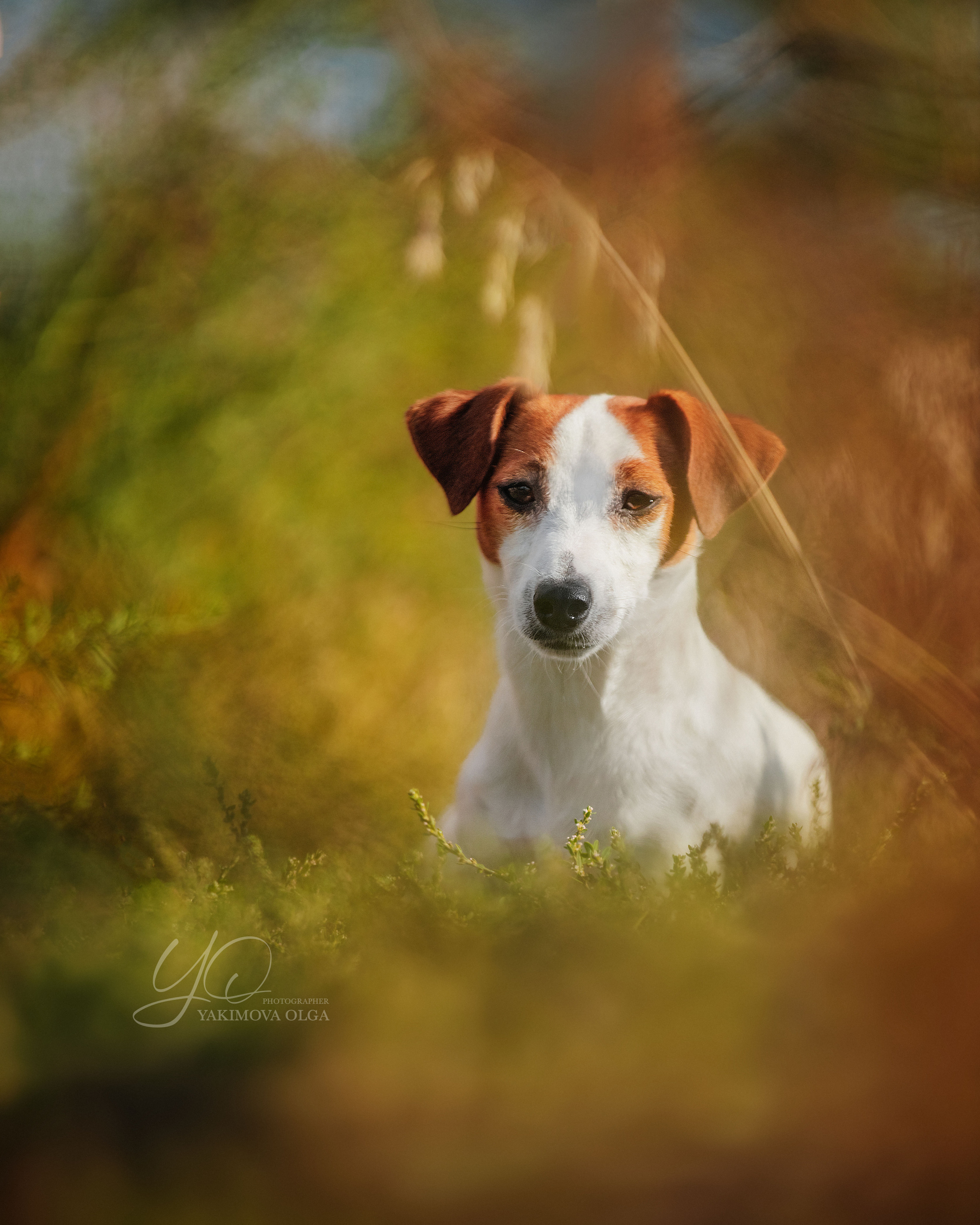 Экстерьер. Фотограф