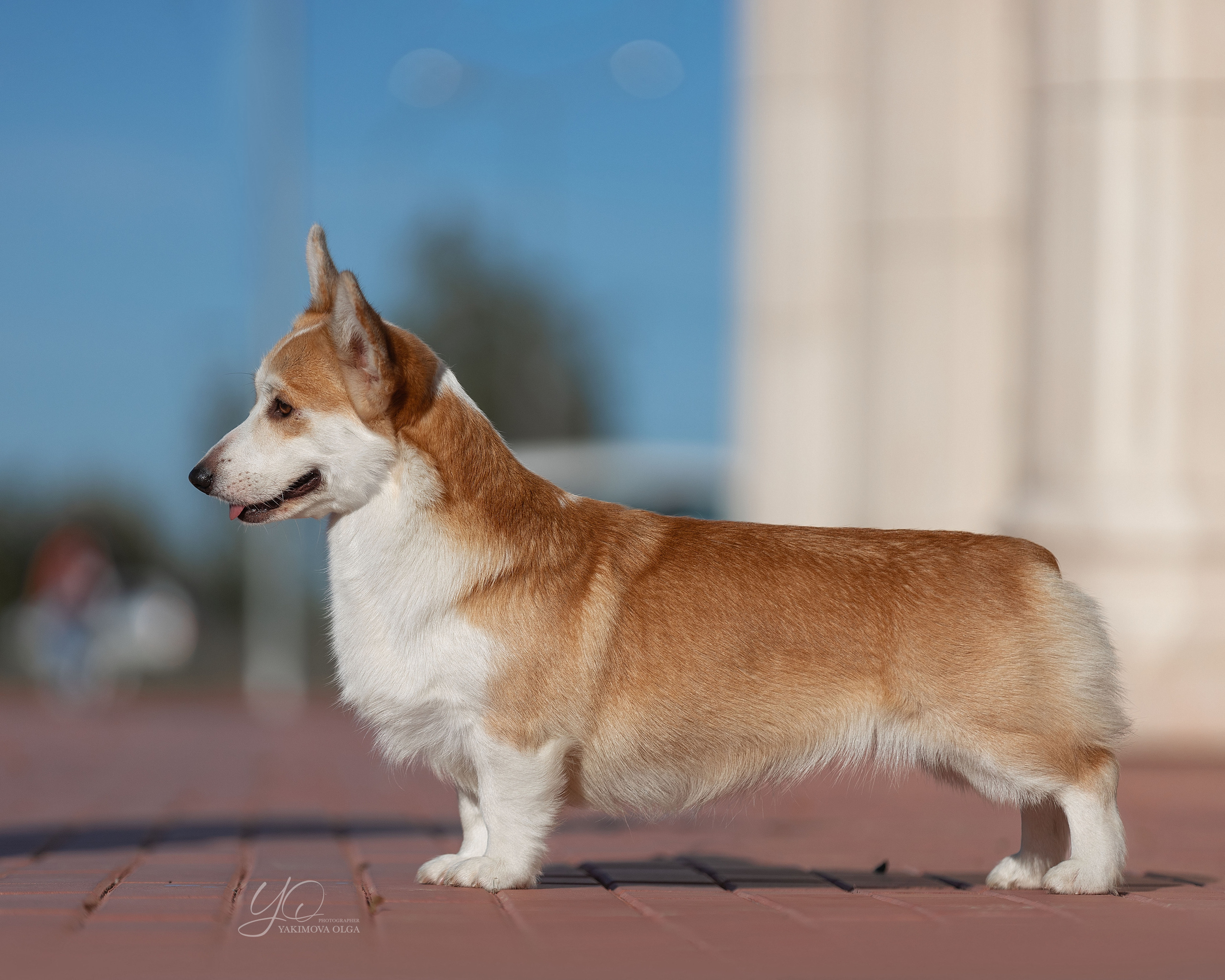 Экстерьер. Фотограф