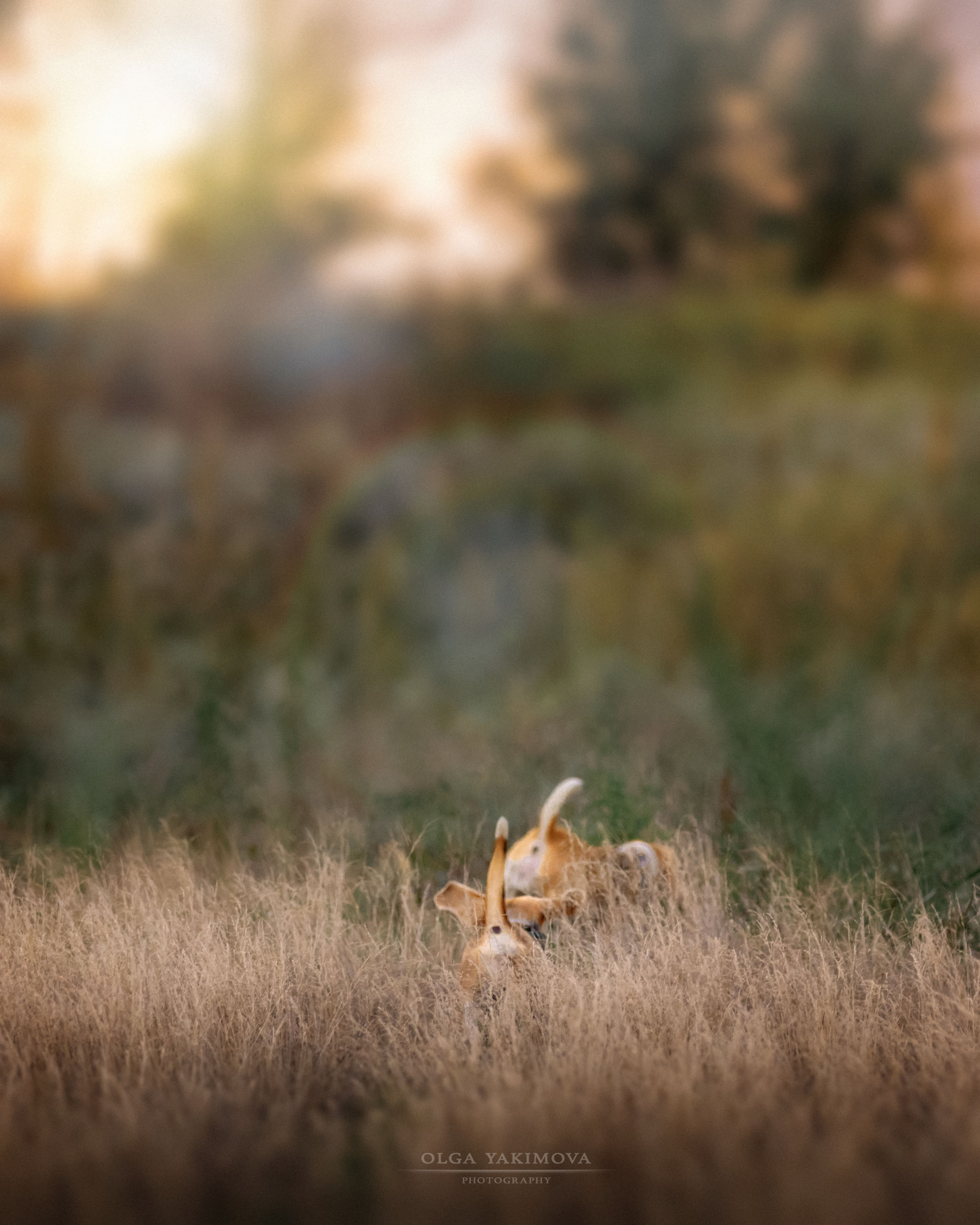 Анна, Варвара и Науми. Фотограф