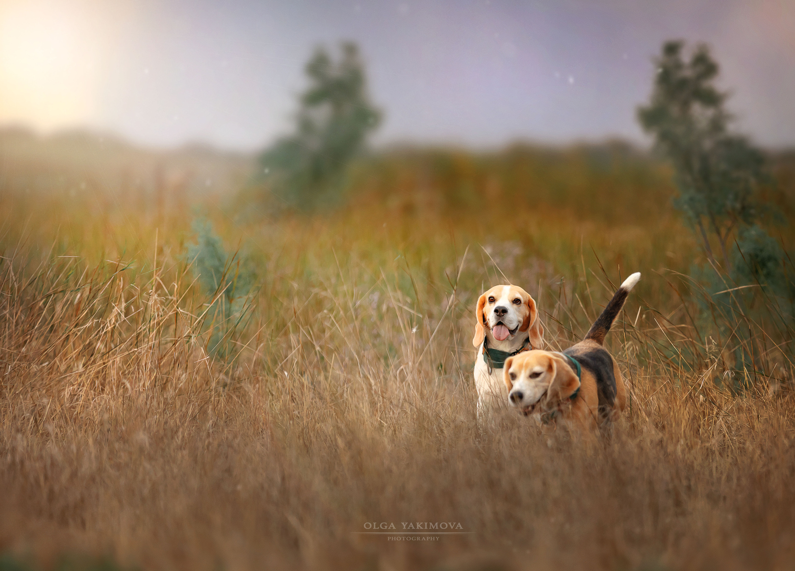 Анна, Варвара и Науми. Фотограф