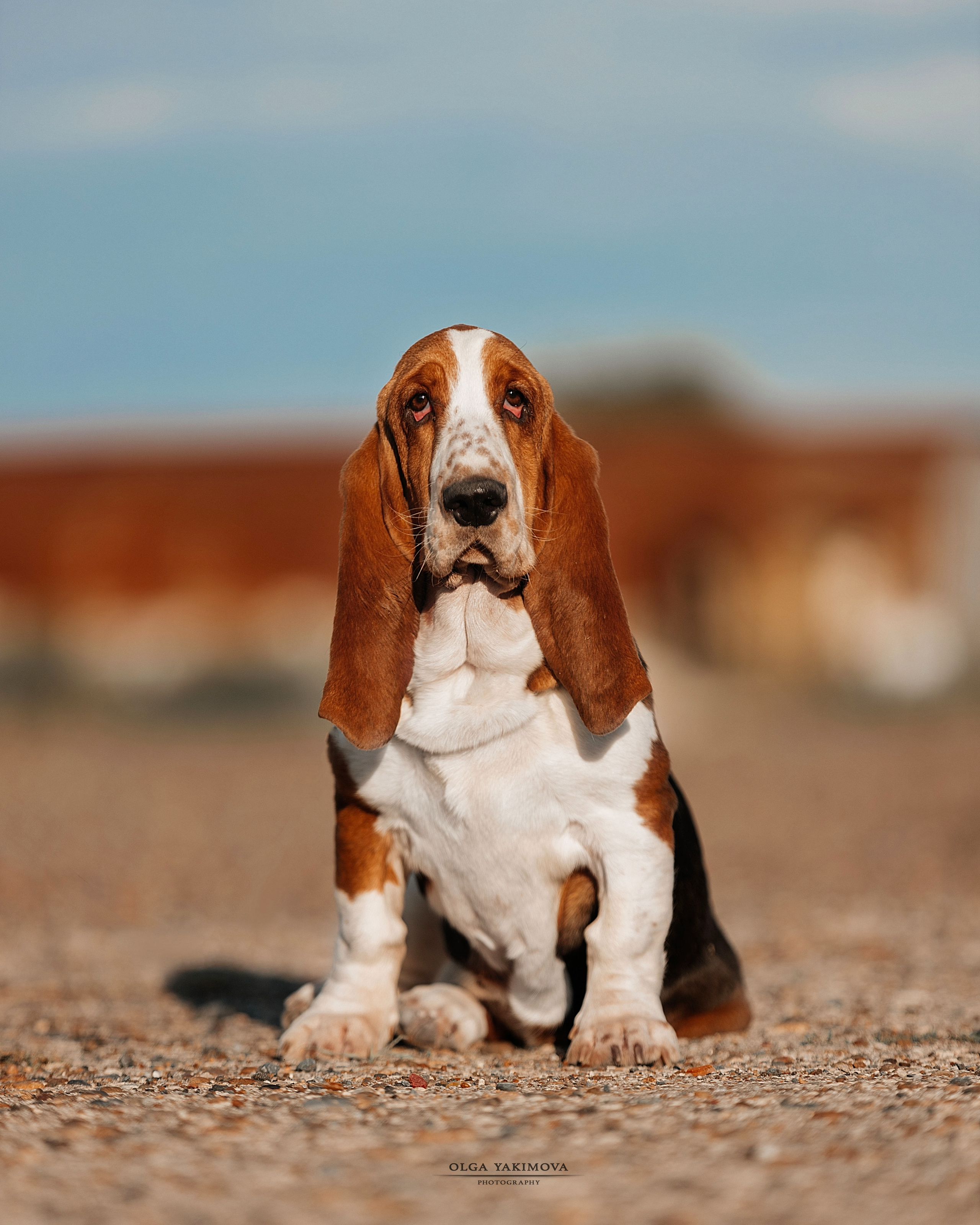 Экстерьер. Фотограф