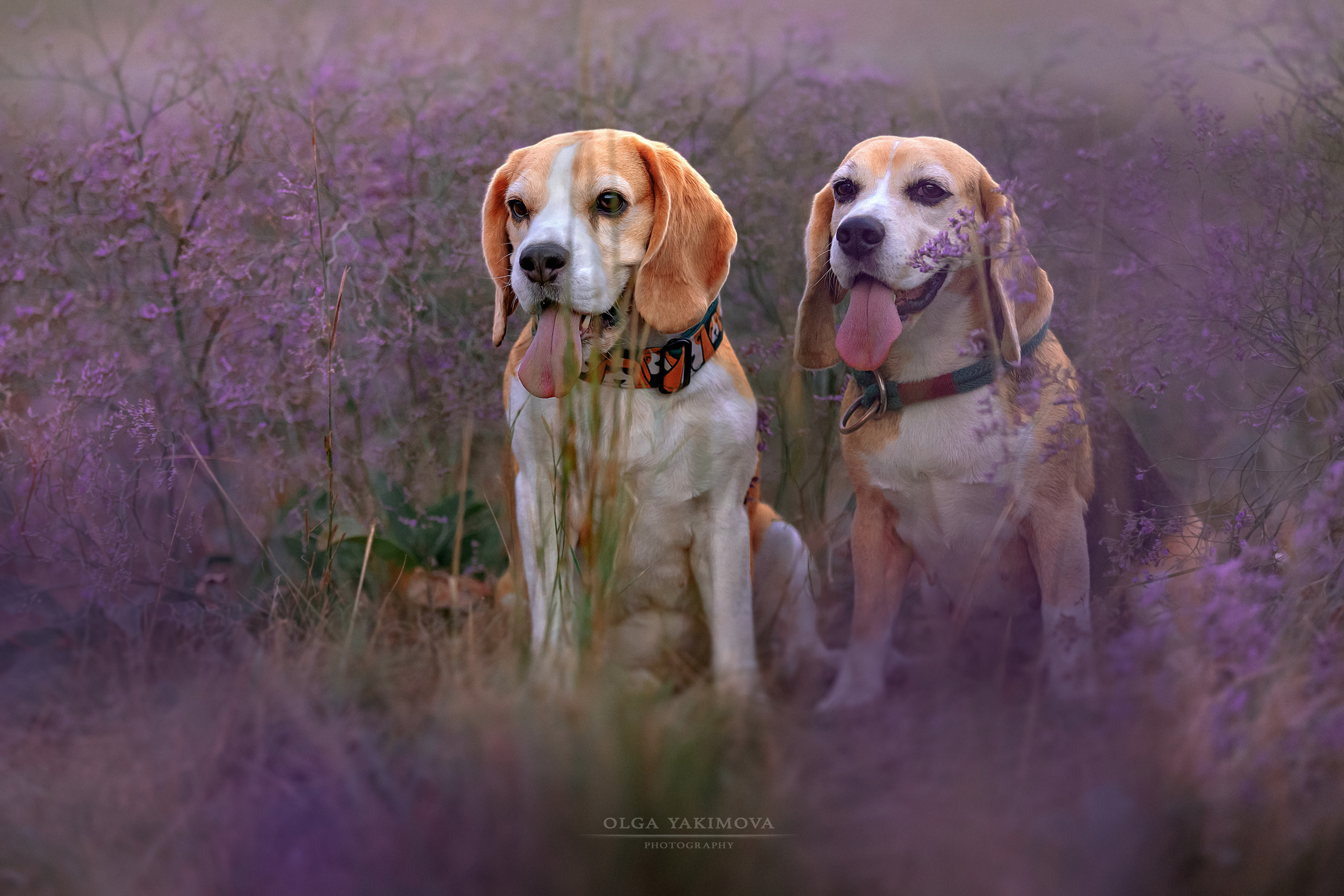 Анна, Варвара и Науми. Фотограф