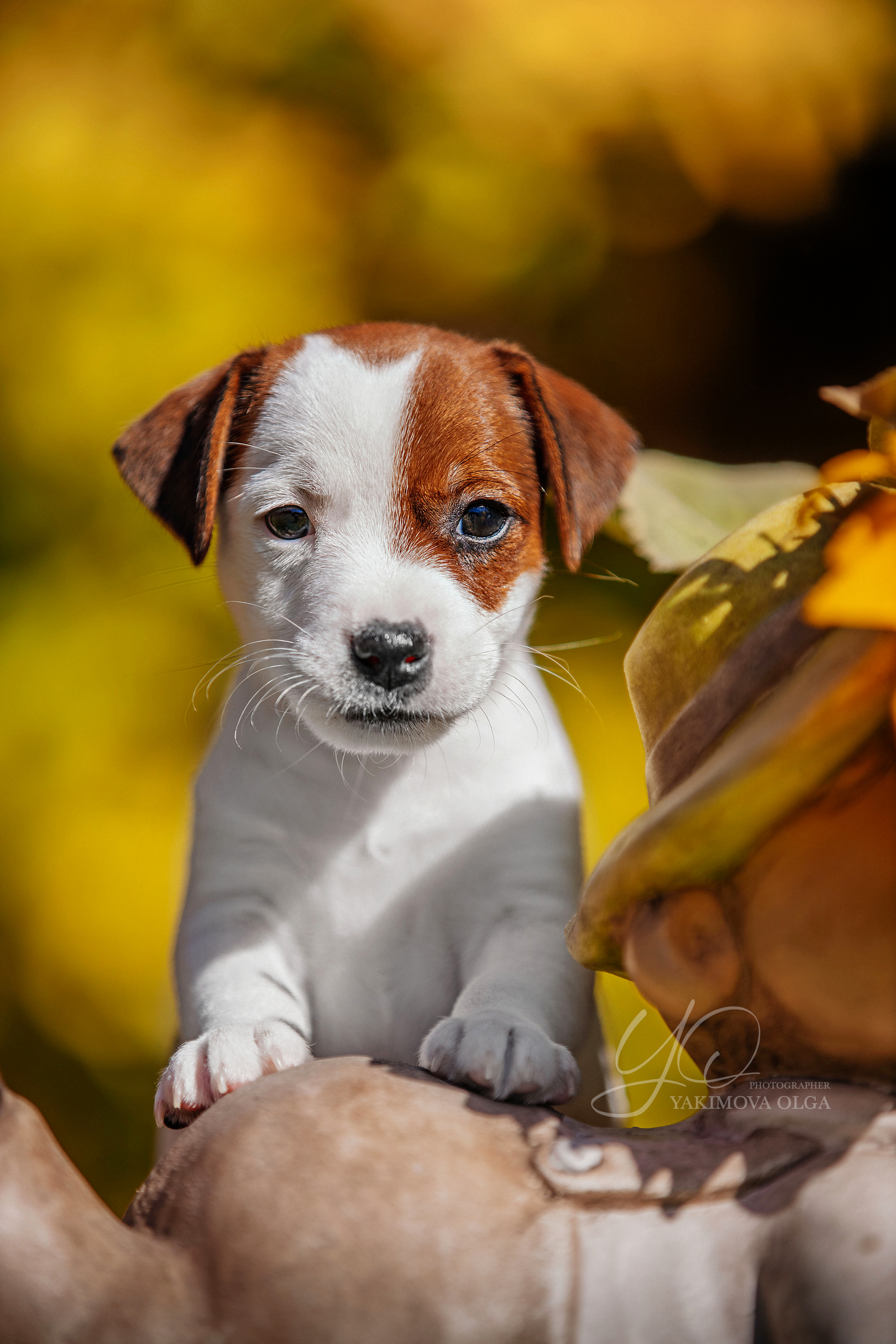 Щенки. Фотограф