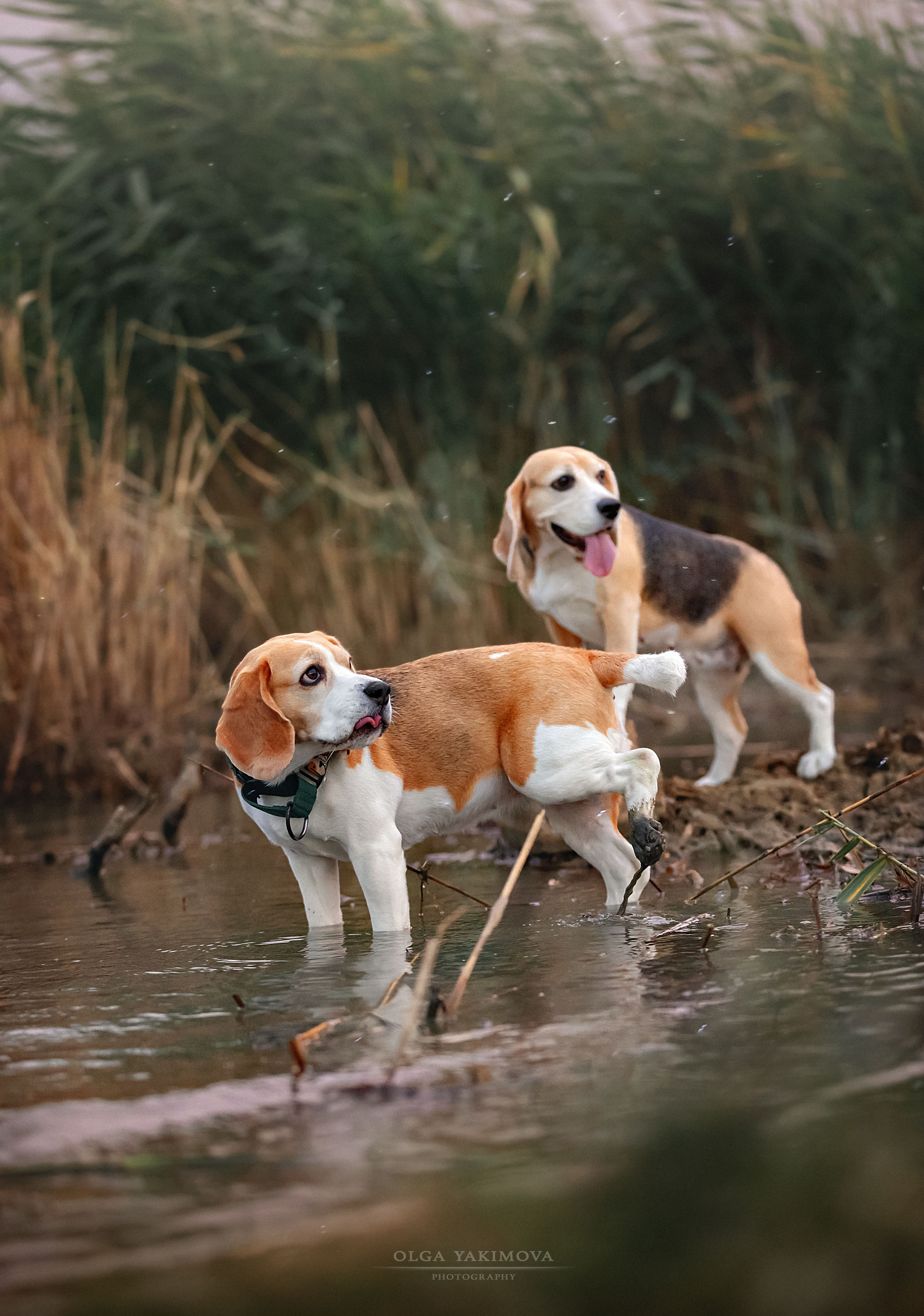 Анна, Варвара и Науми. Фотограф