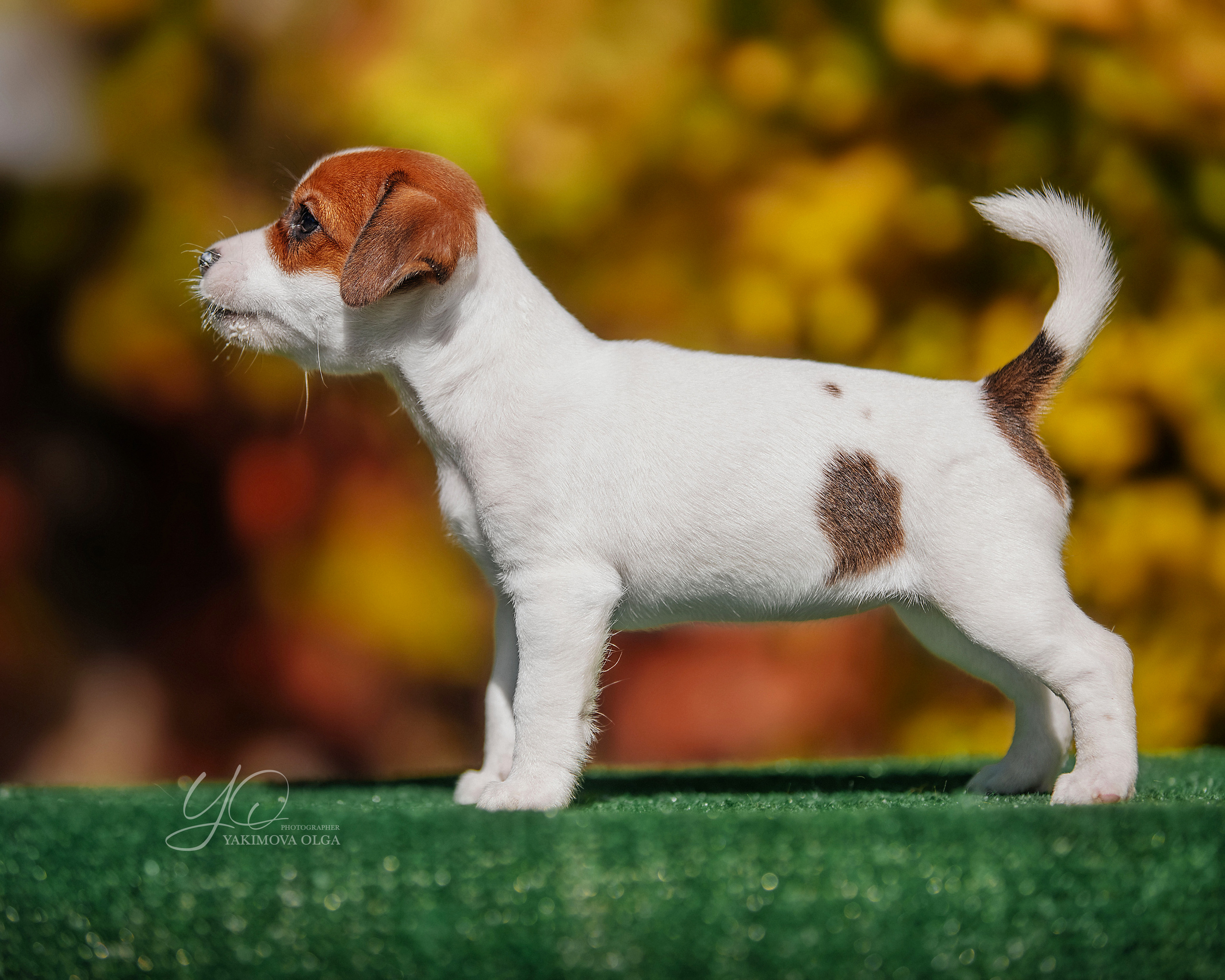 Щенки. Фотограф