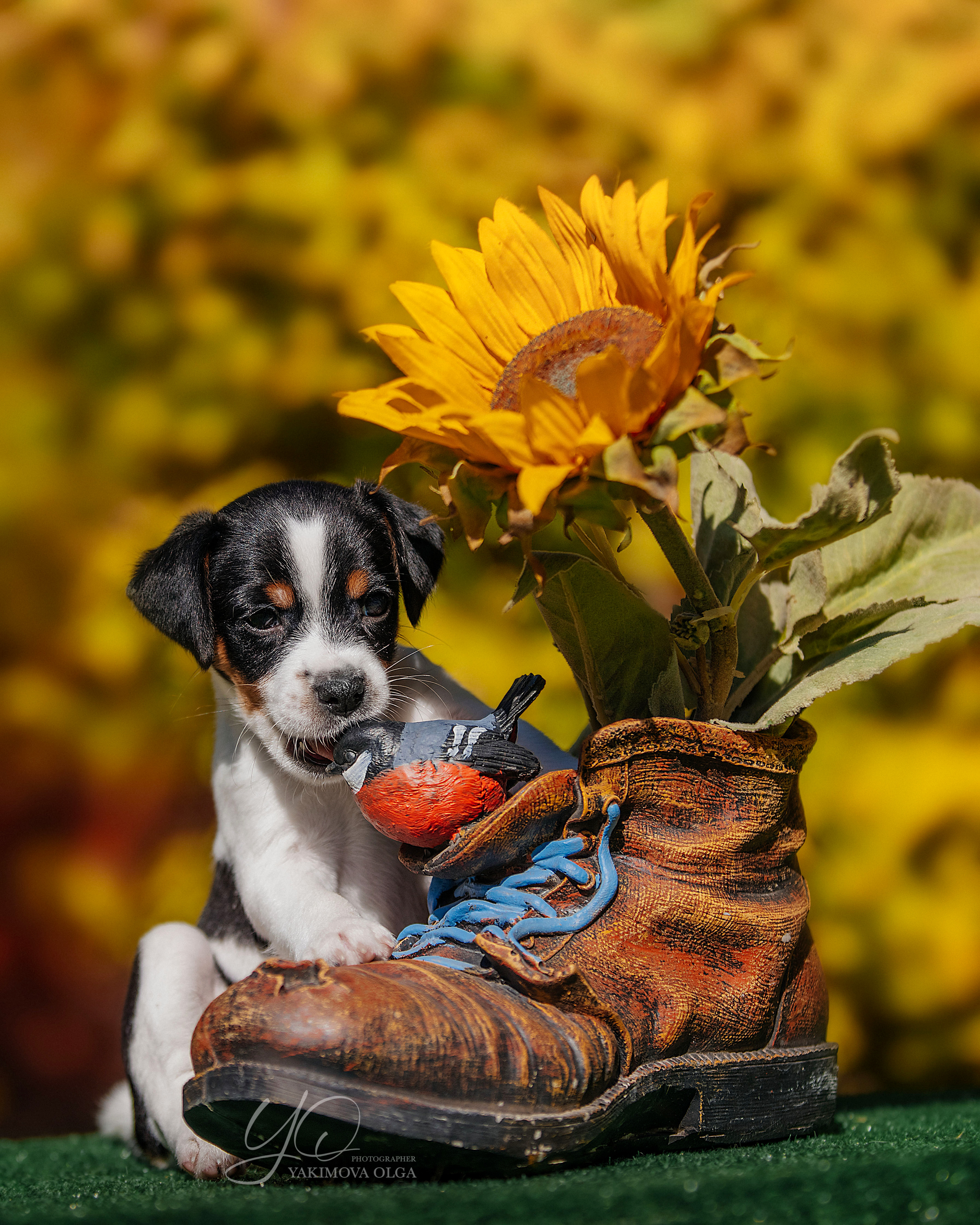 Щенки. Фотограф