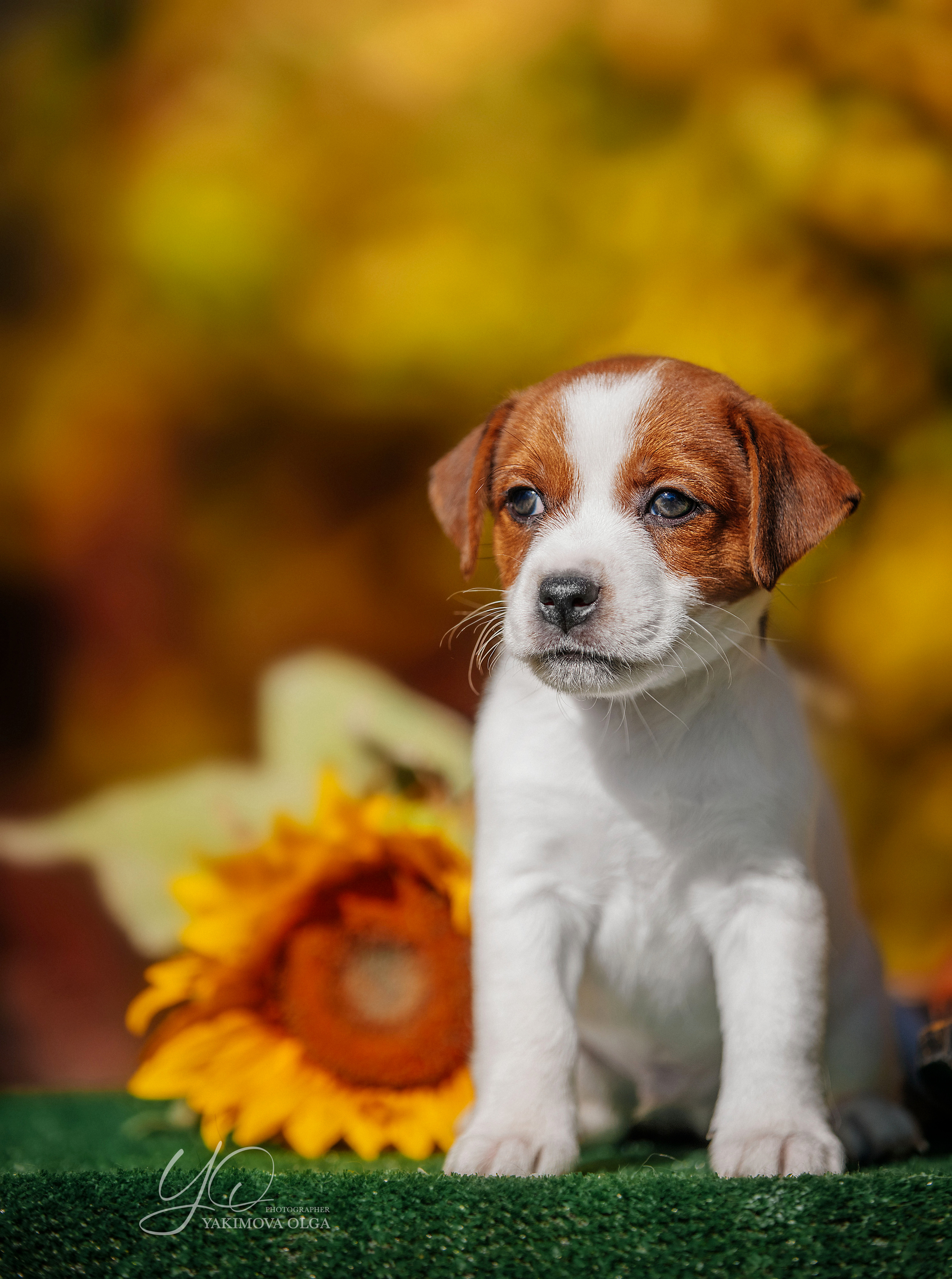 Щенки. Фотограф