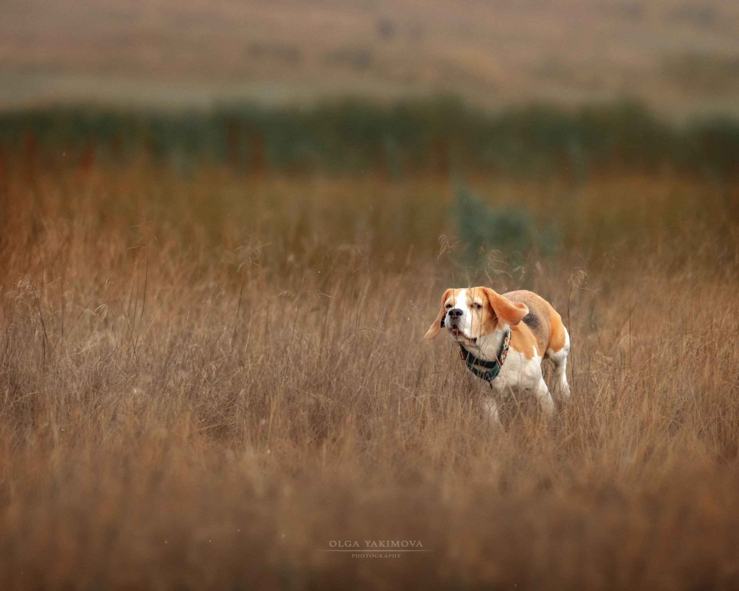 Анна, Варвара и Науми. Фотограф