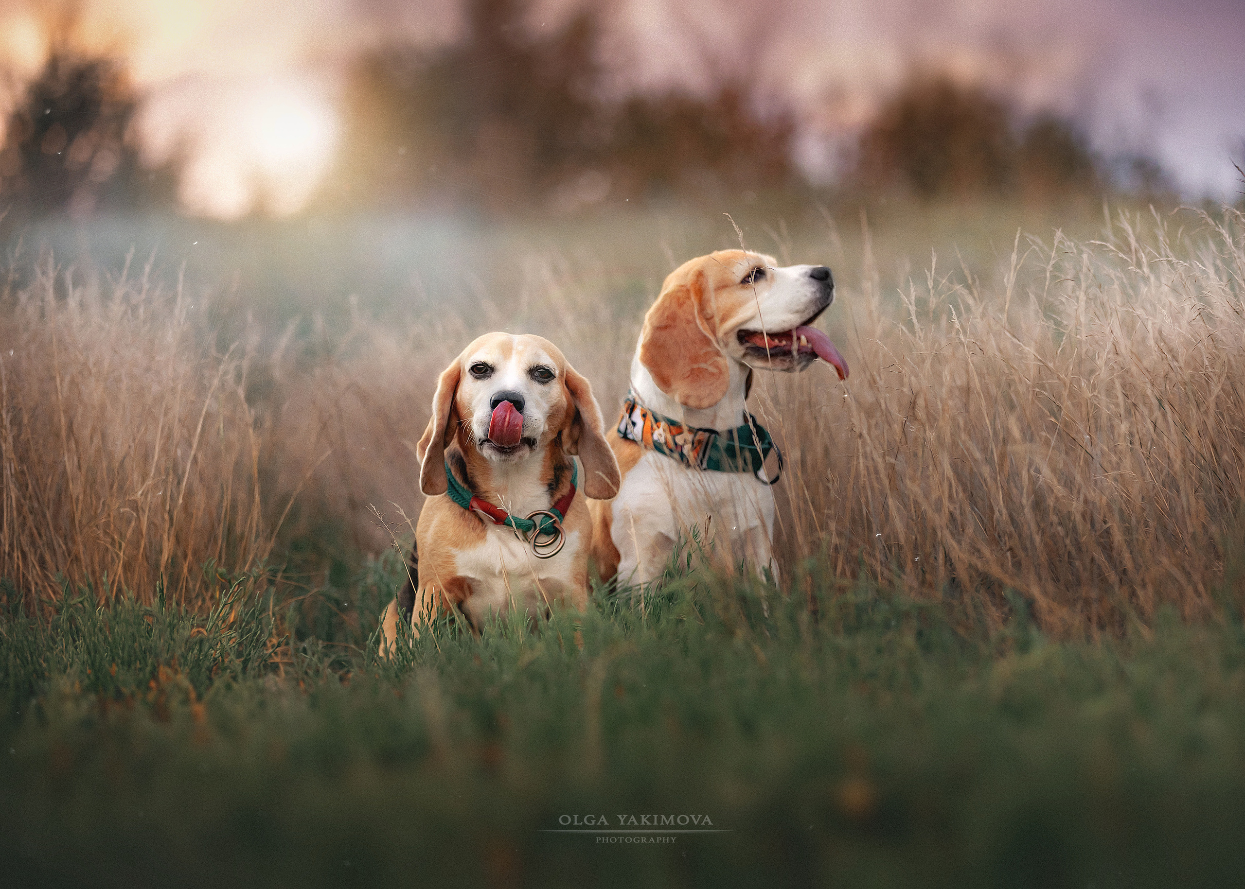 Анна, Варвара и Науми. Фотограф