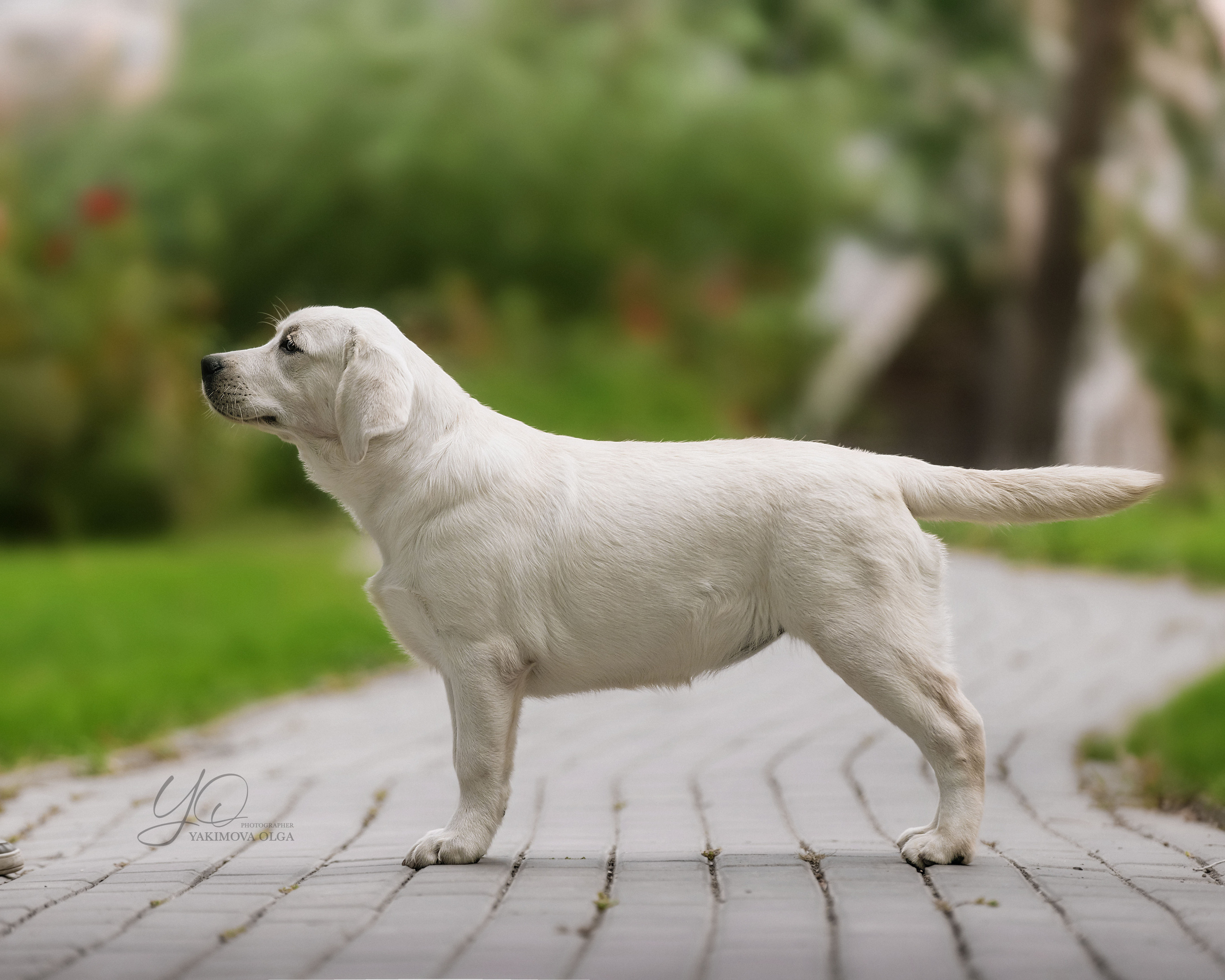 Экстерьер. Фотограф