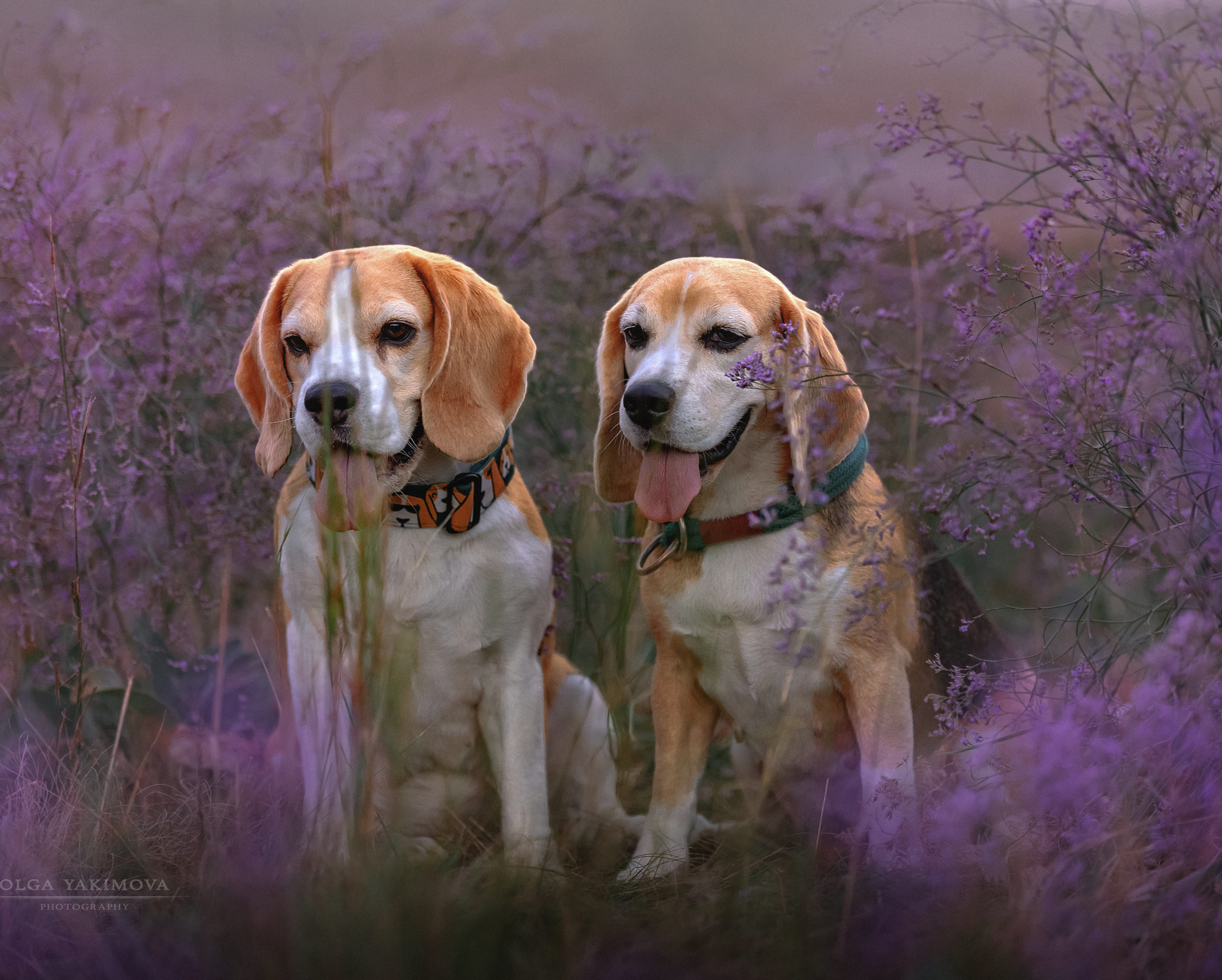 Анна, Варвара и Науми. Фотограф