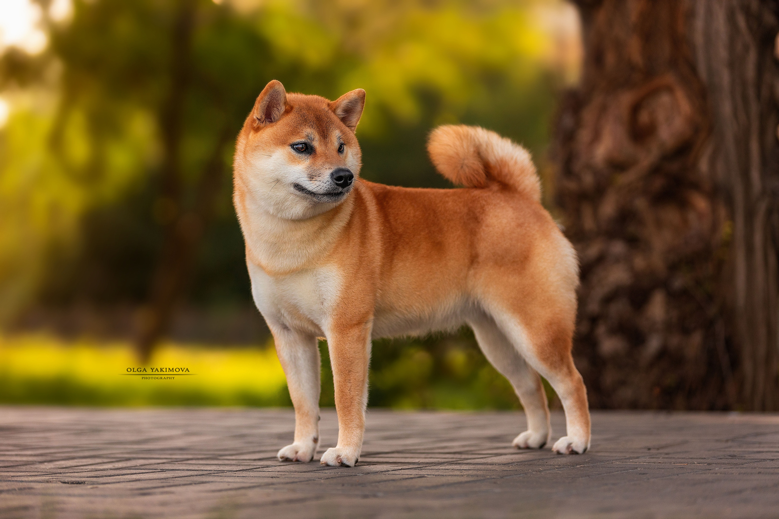 Экстерьер. Фотограф