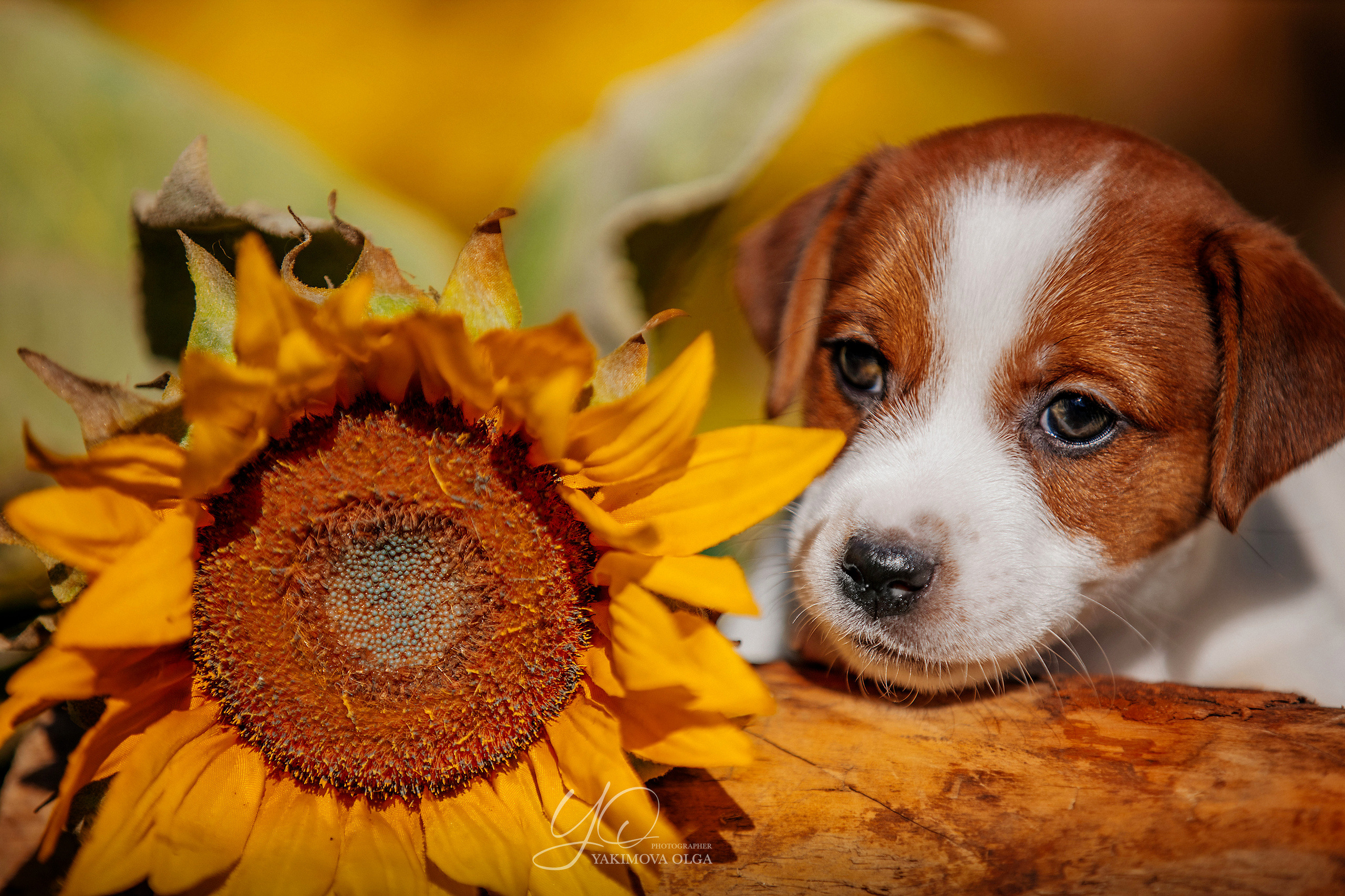 Щенки. Фотограф