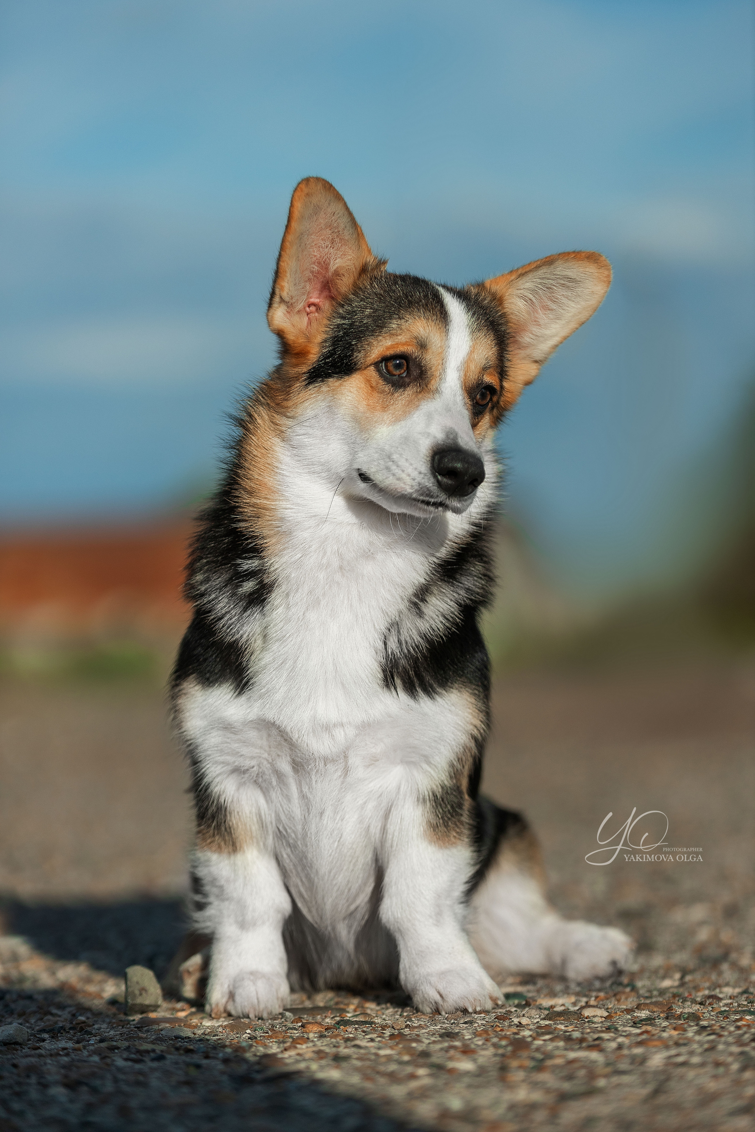 Экстерьер. Фотограф