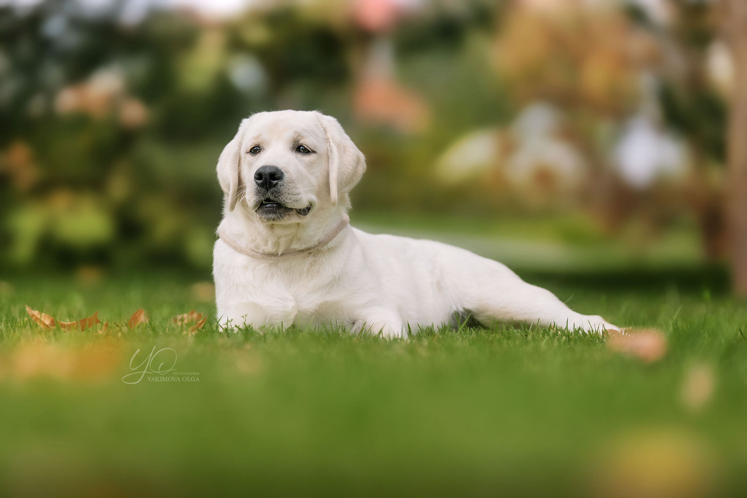Экстерьер. Фотограф