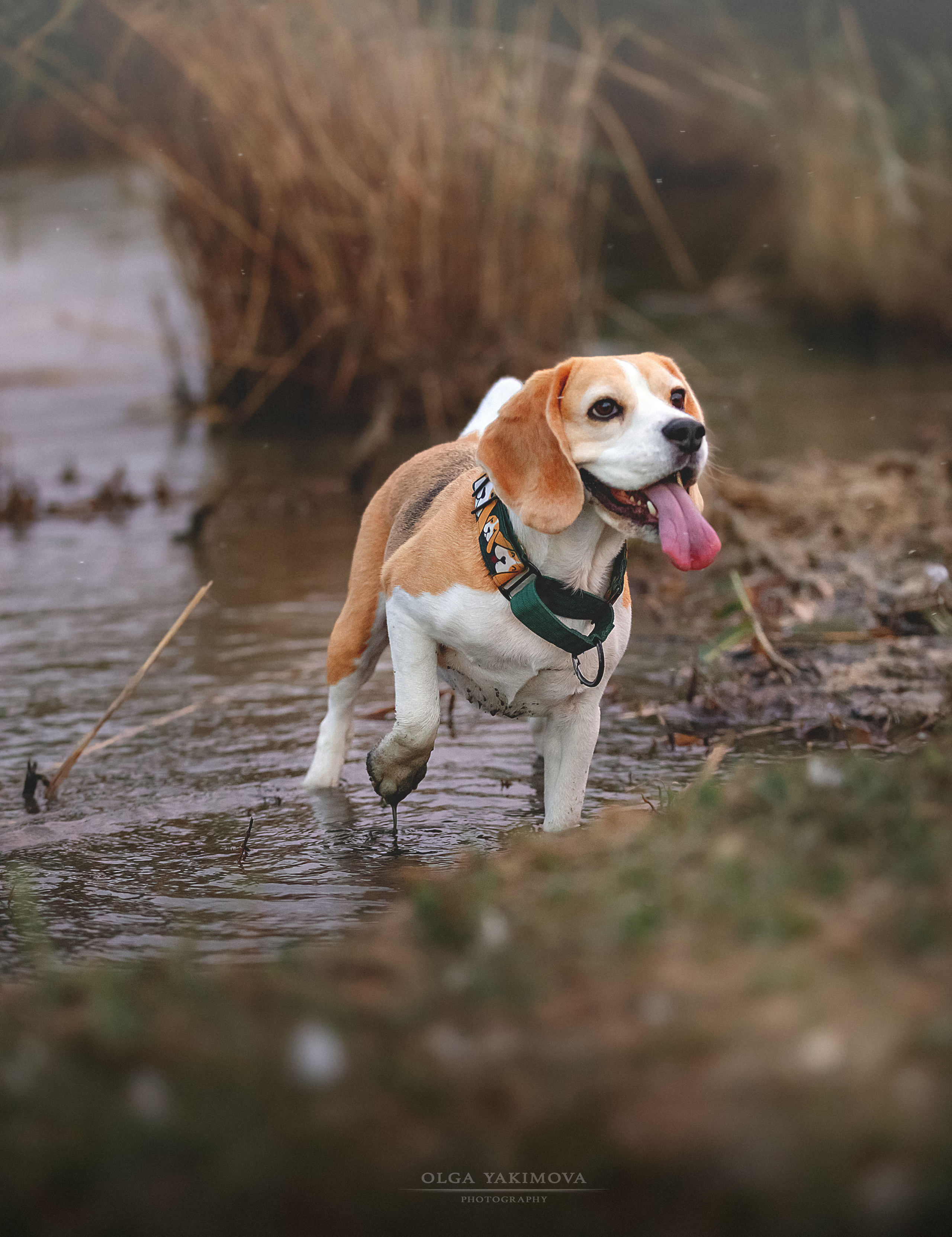Анна, Варвара и Науми. Фотограф