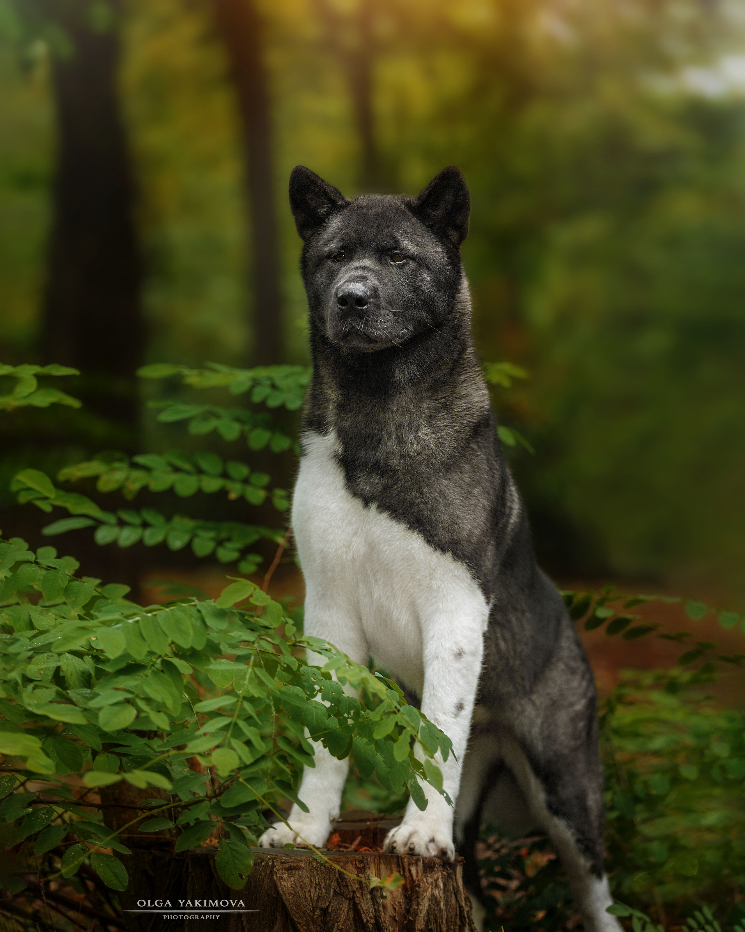 Экстерьер. Фотограф