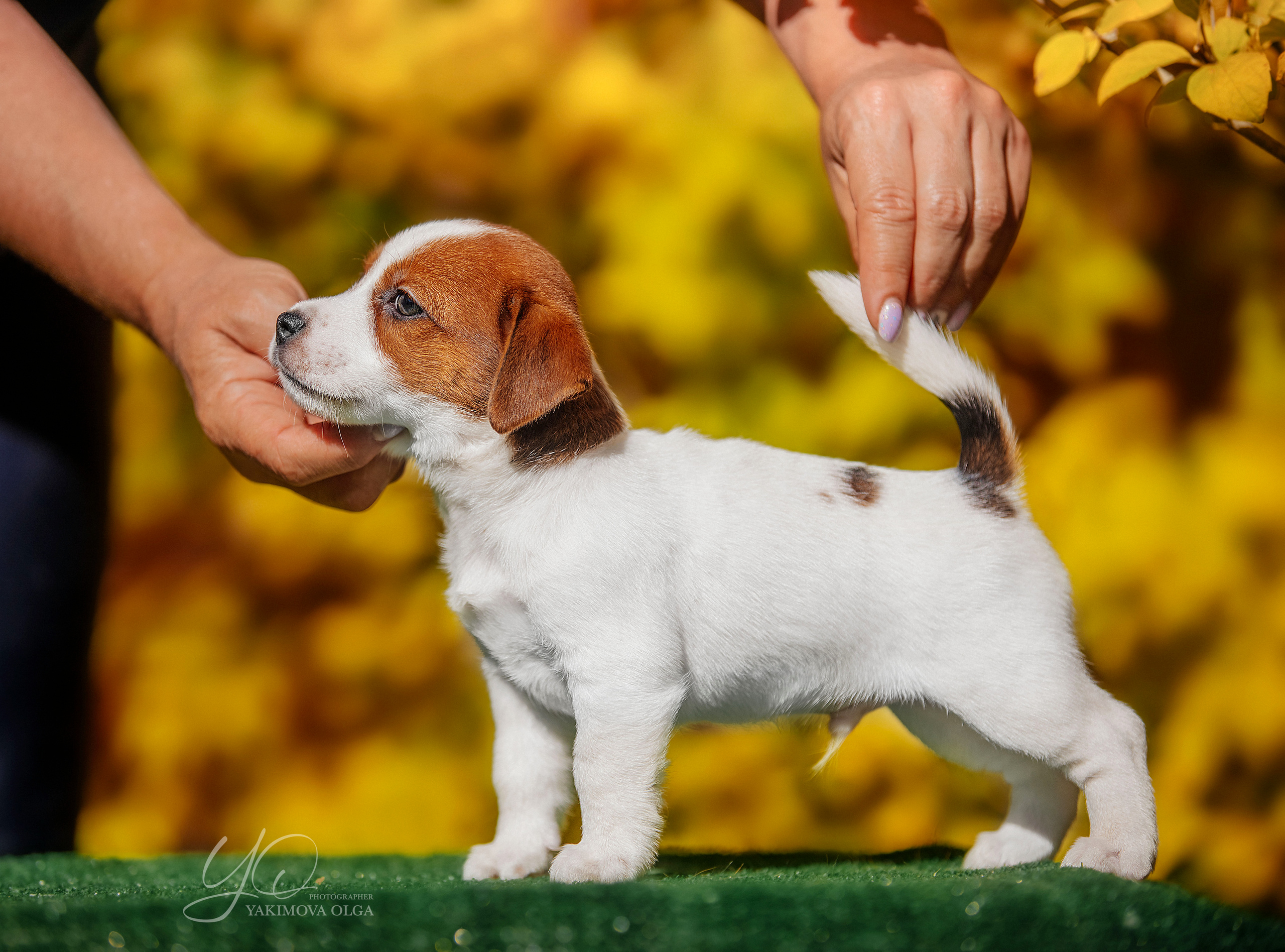 Щенки. Фотограф
