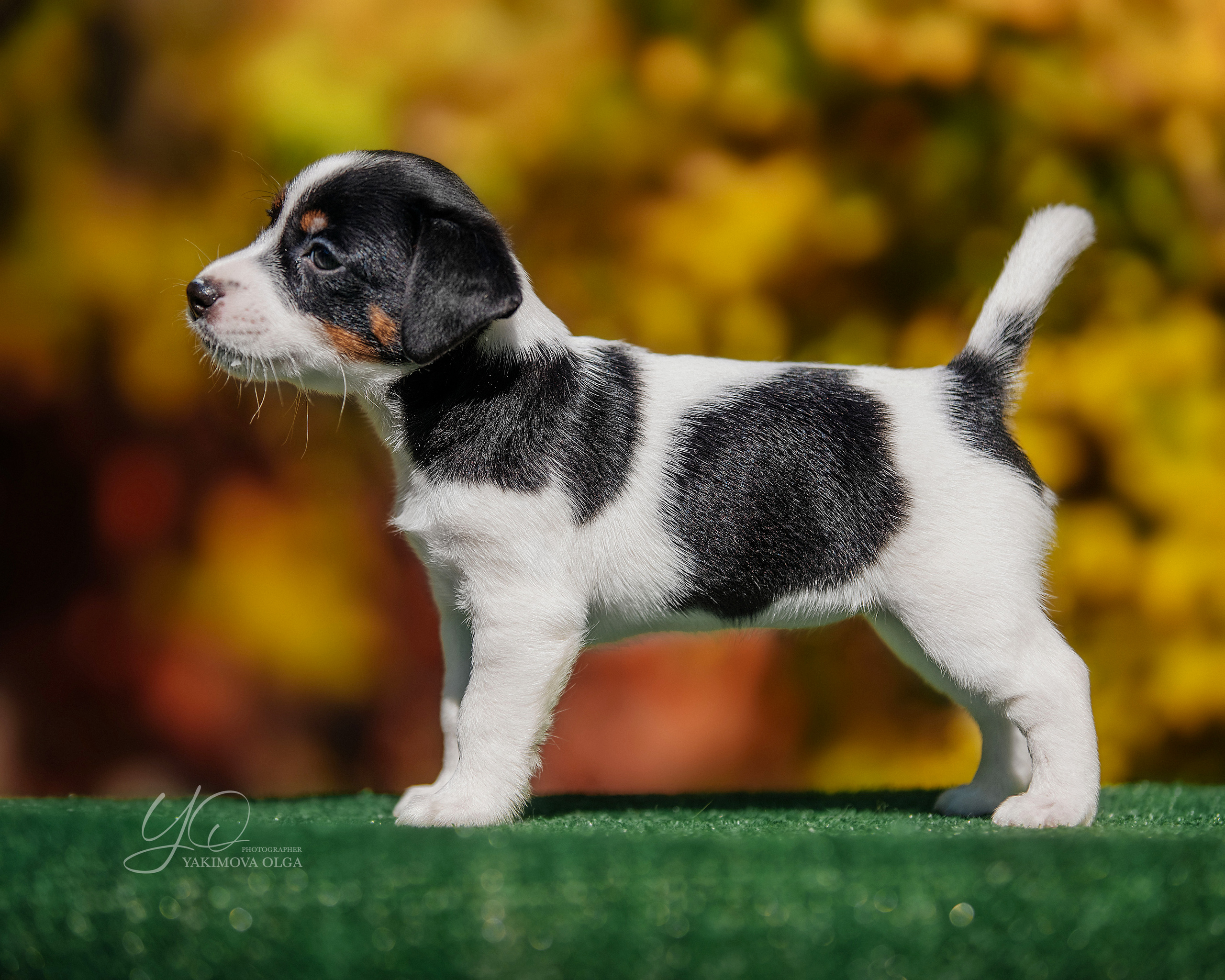 Щенки. Фотограф