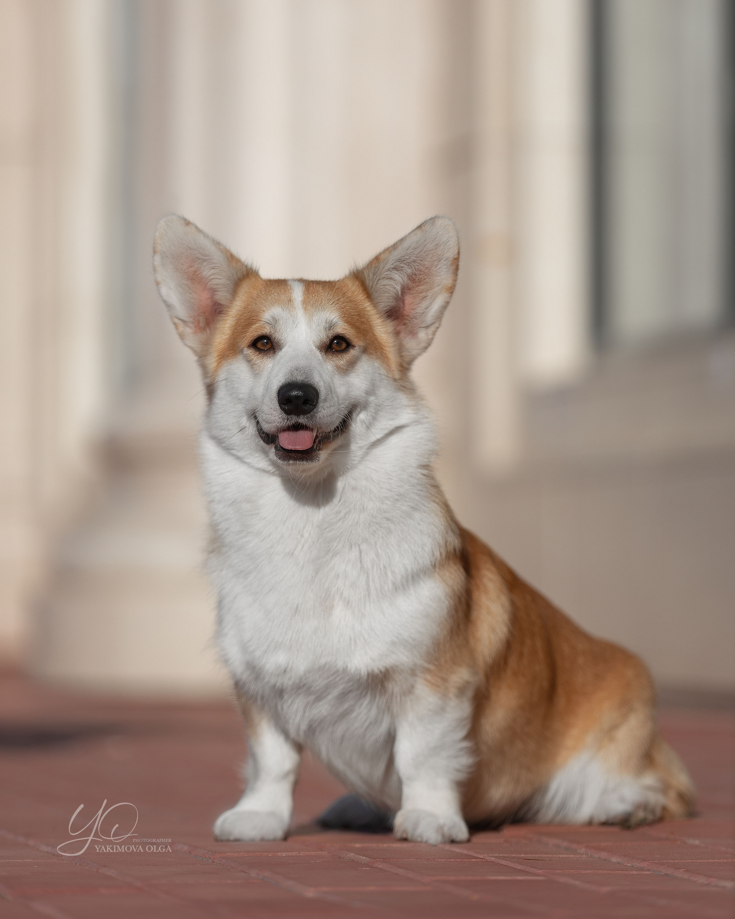 Экстерьер. Фотограф