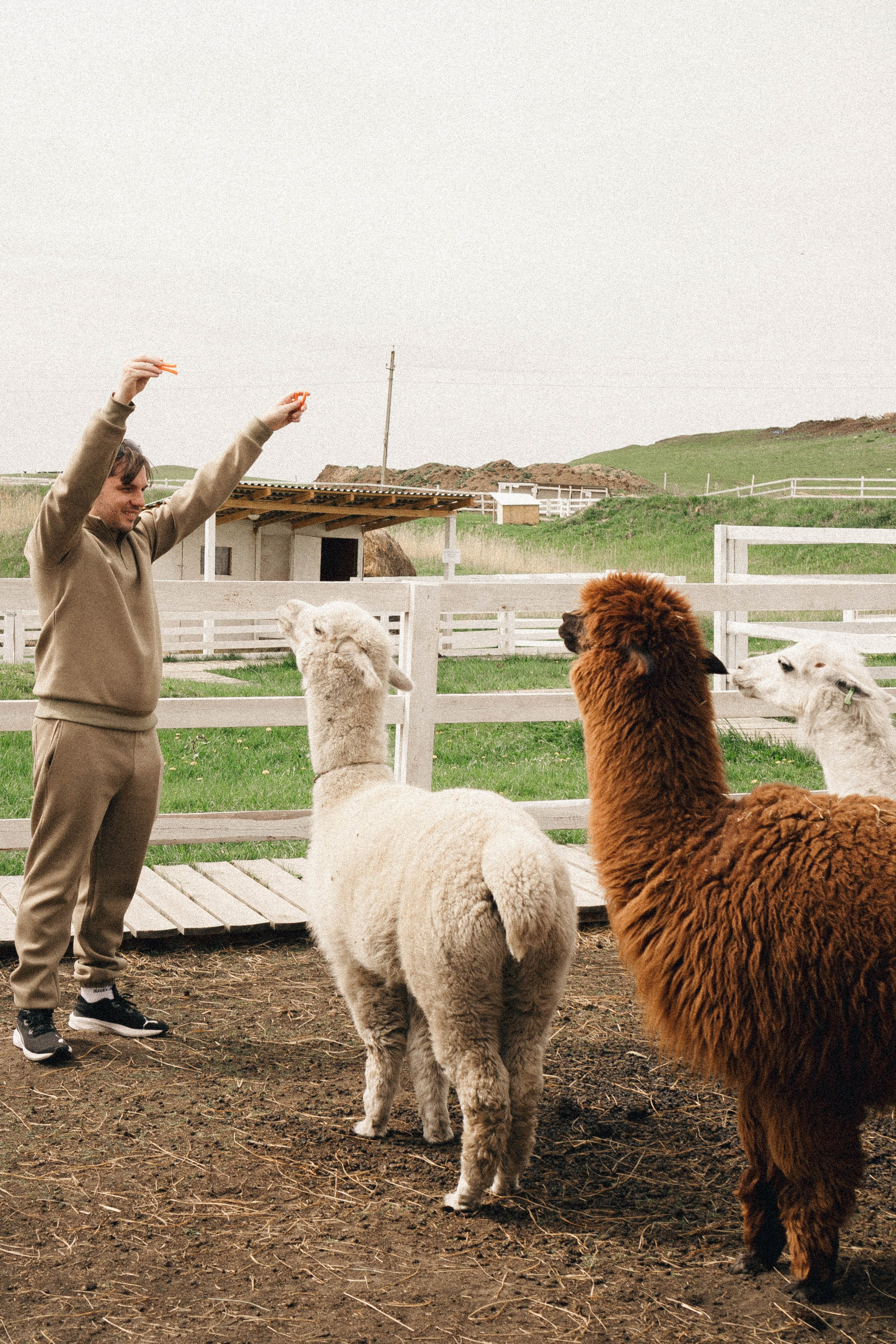 Ферма Альпак. Профессиональный фотограф, Санкт-Петербург — Виктория Богомолова