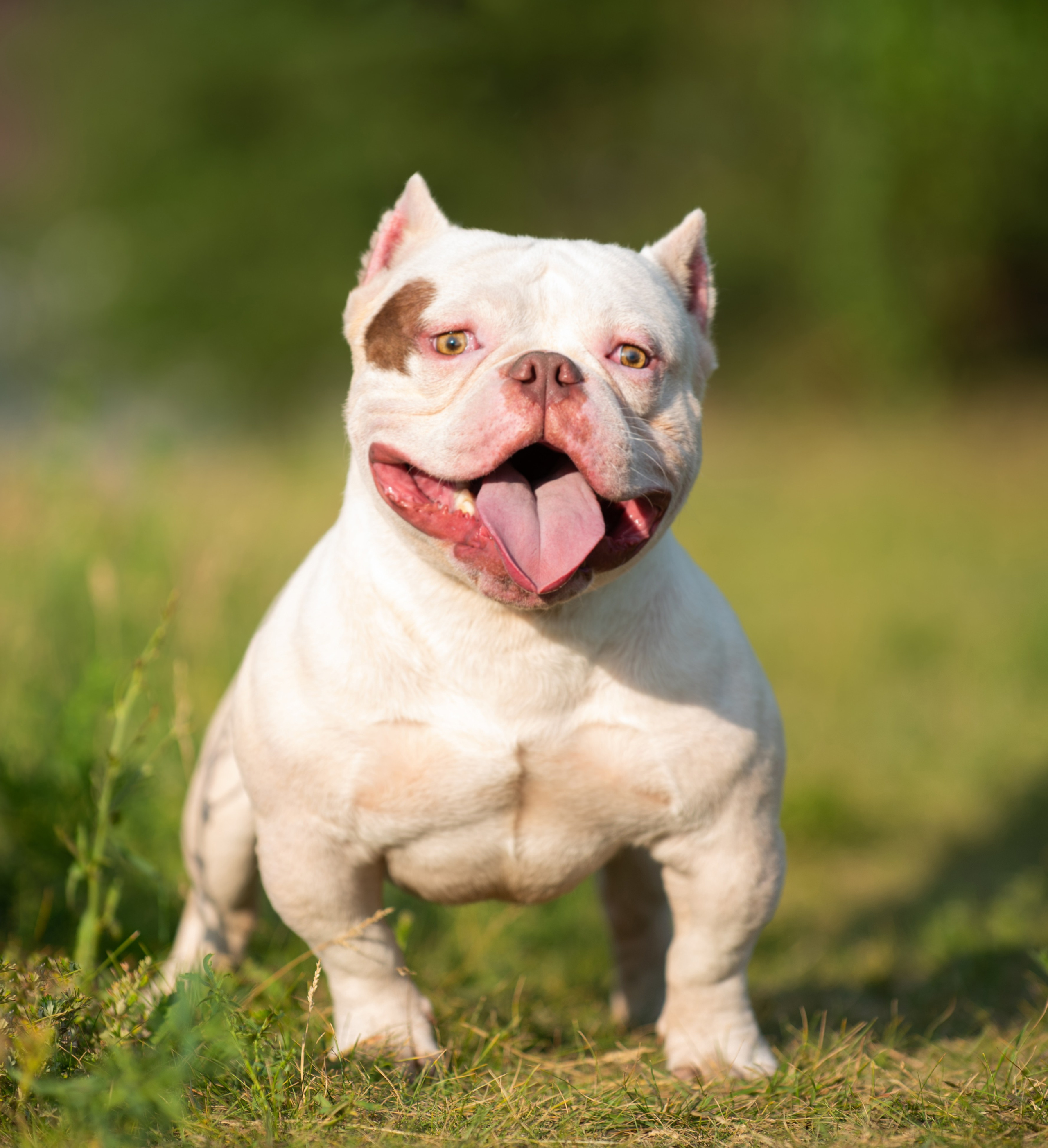 Американский булли Орбит. Главная