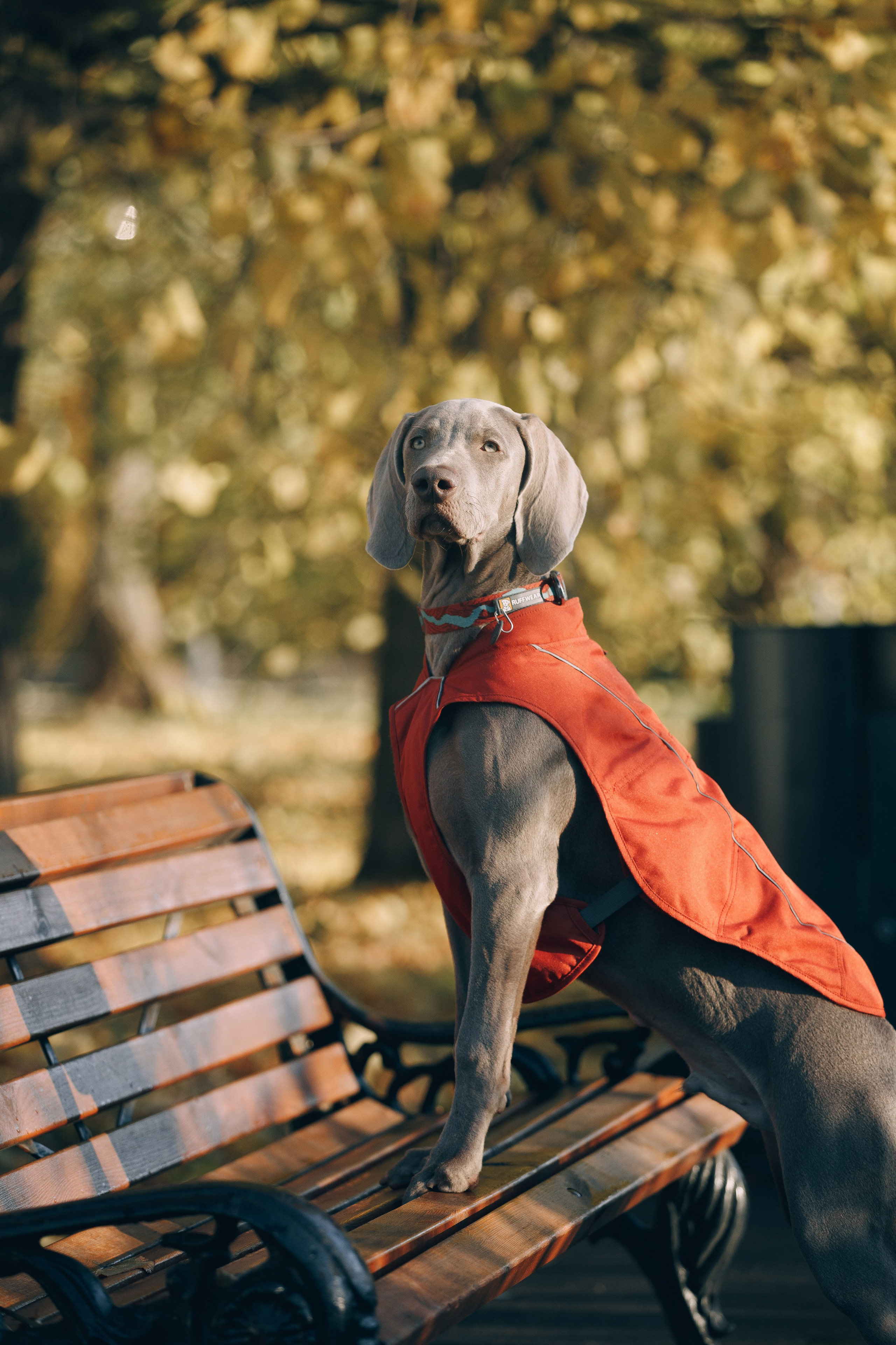 Оля, Саша и Бастиан. Фотограф анималист Кристина Карпова, Москва