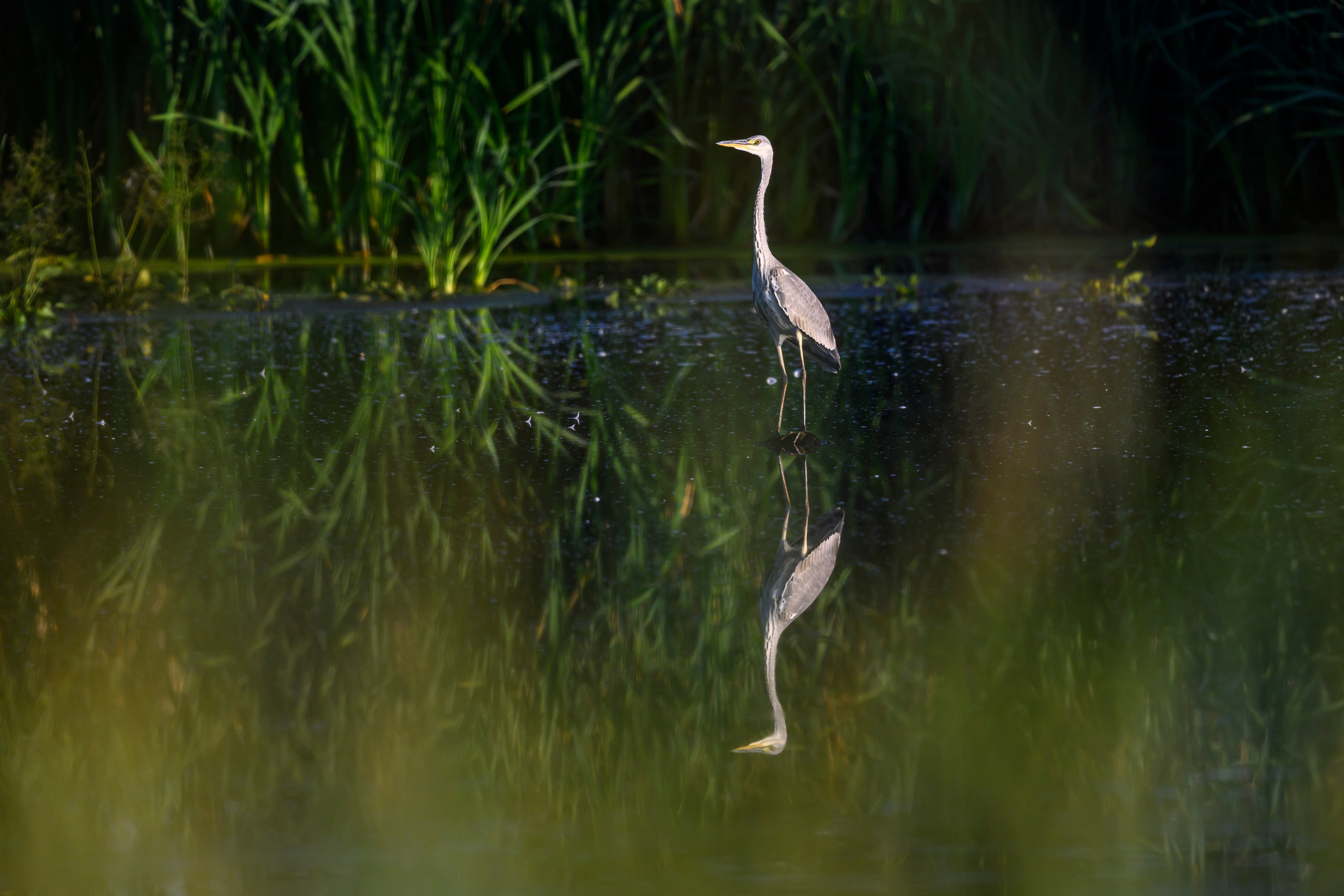 Большой веретенник. Black-tailed Godwit. Фотограф Сергей Пупонин