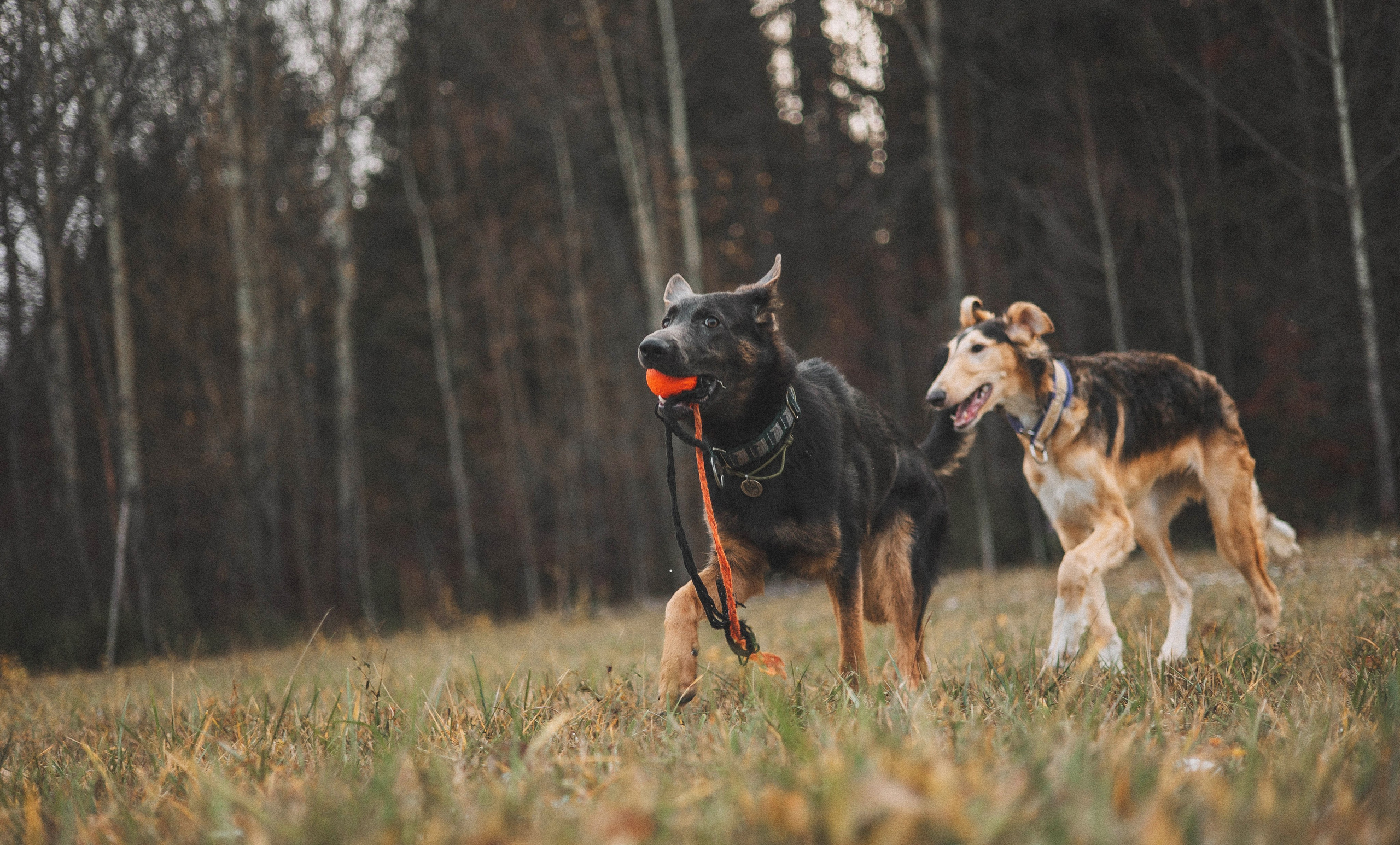 Алена, Леви и Микаса. Фотограф-анималист Богданова Полина
