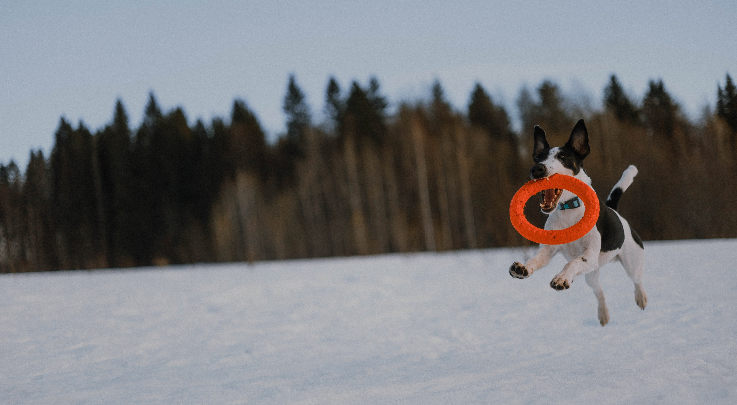 Ольга и Сэм. Фотограф-анималист Богданова Полина